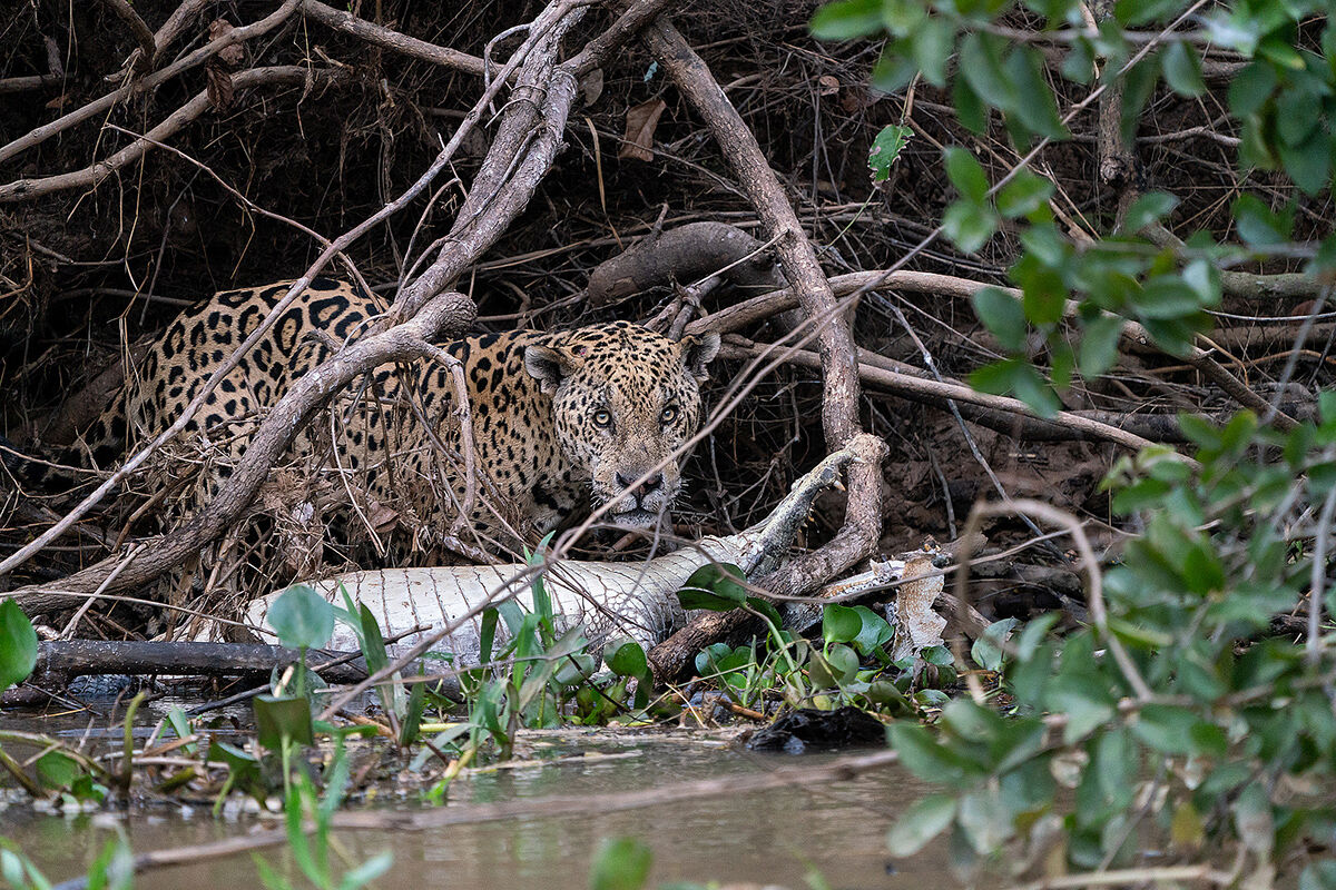 The Jaguar and the Caiman 3...