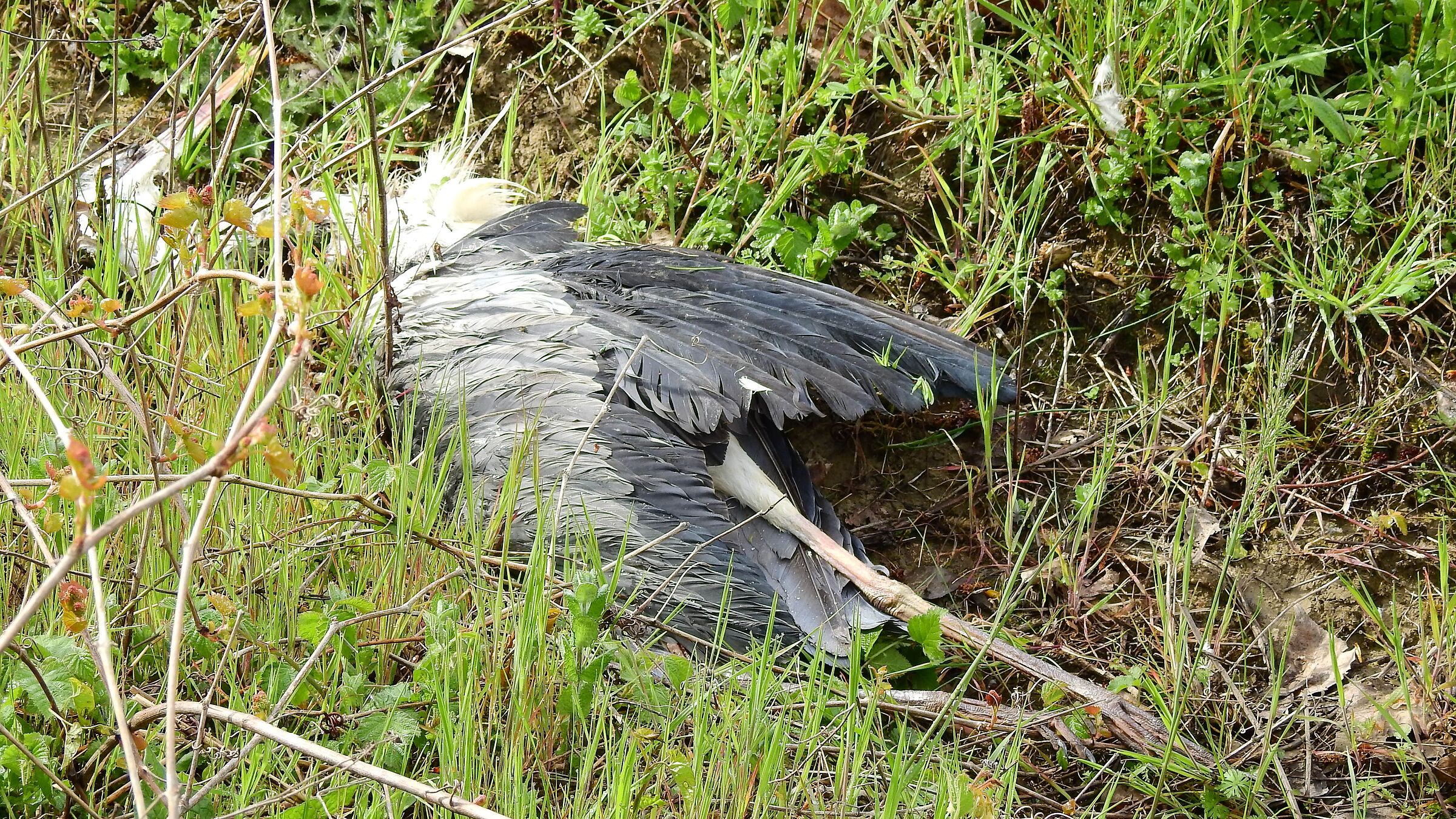 Electrocuted heron electric wires...