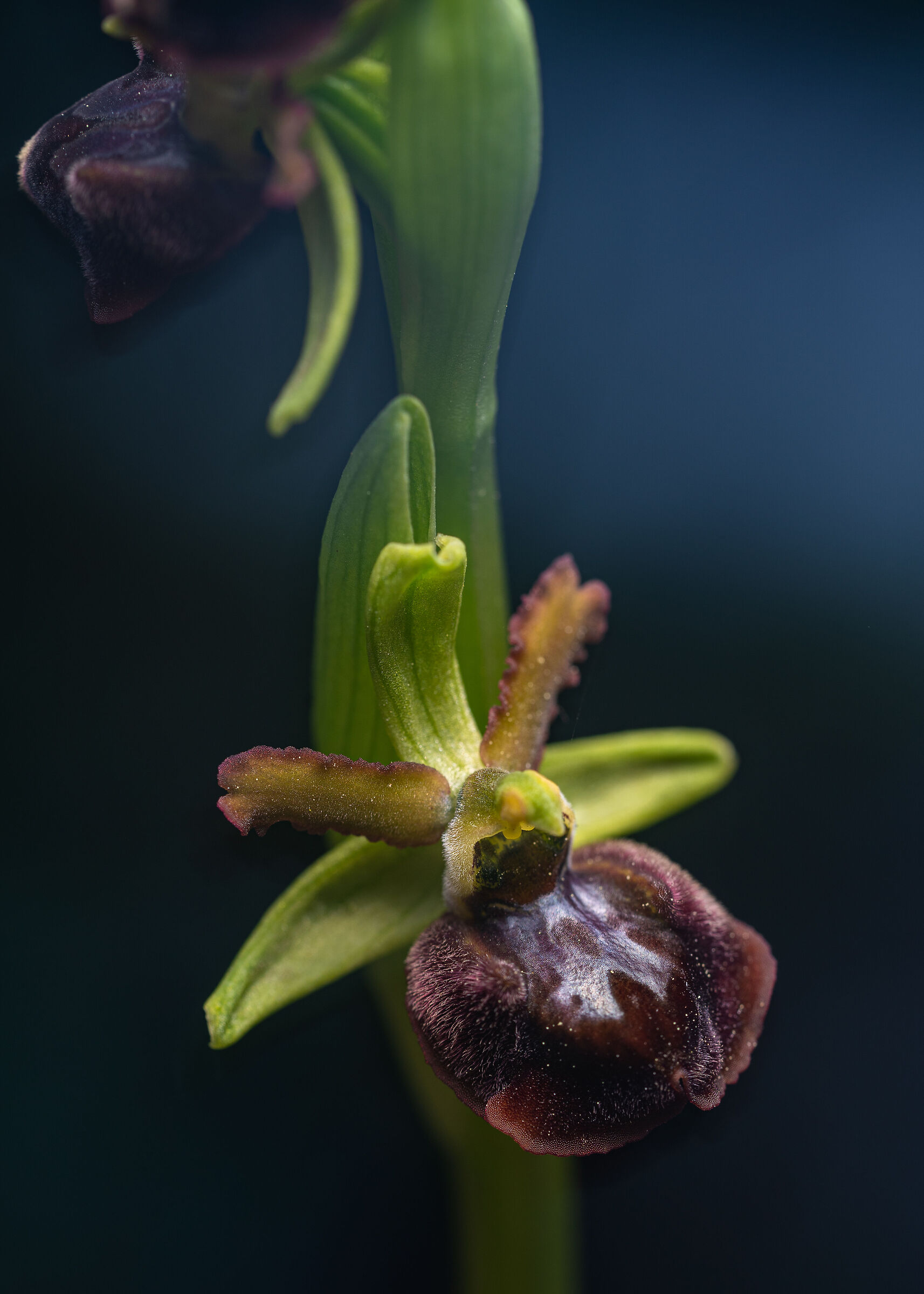 Ophrys cf. passionis property...