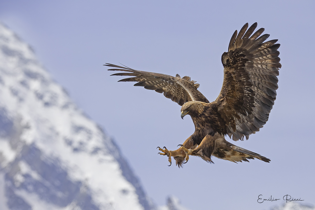 golden eagle -Italian Alps-...