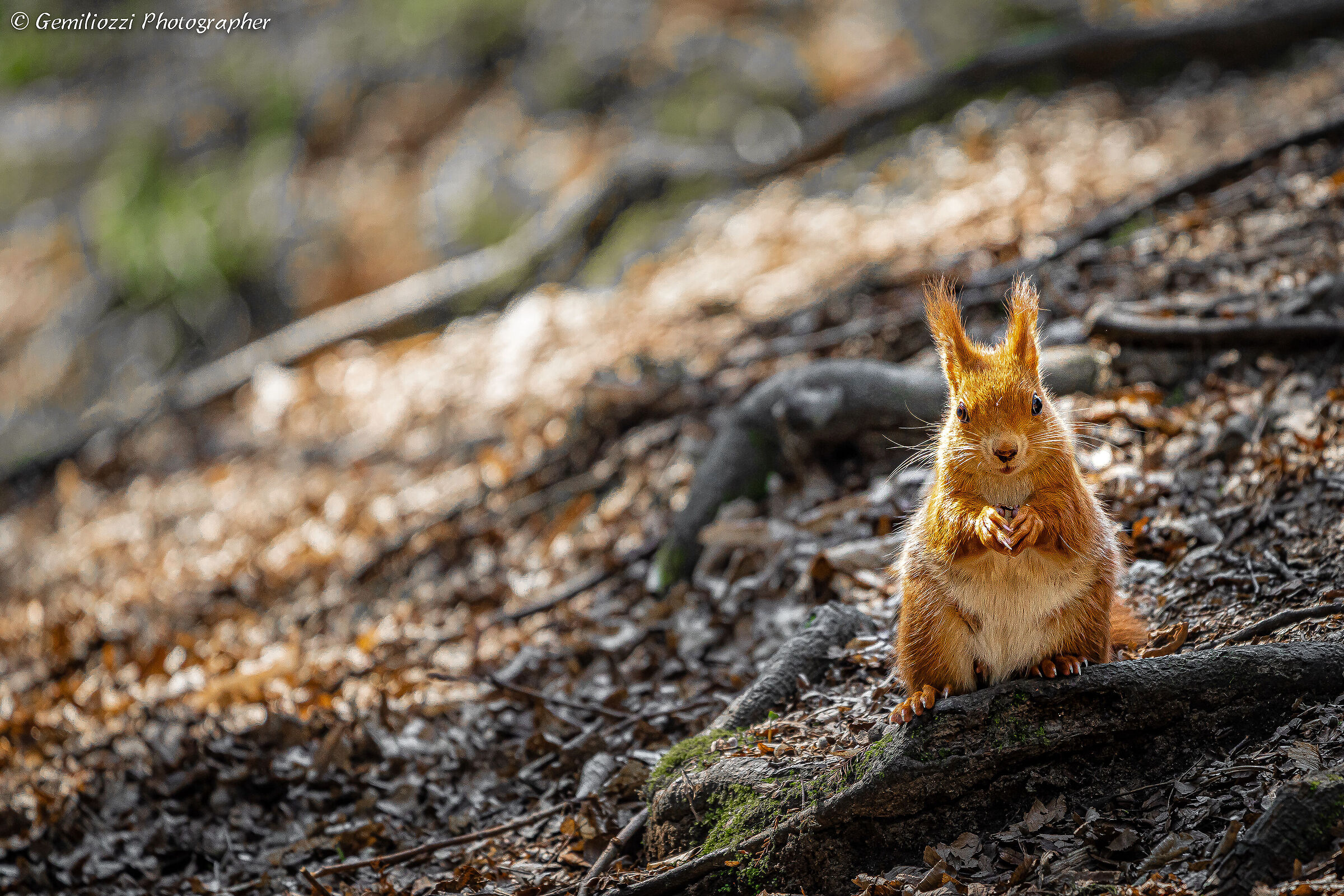 Red Squirrel ...
