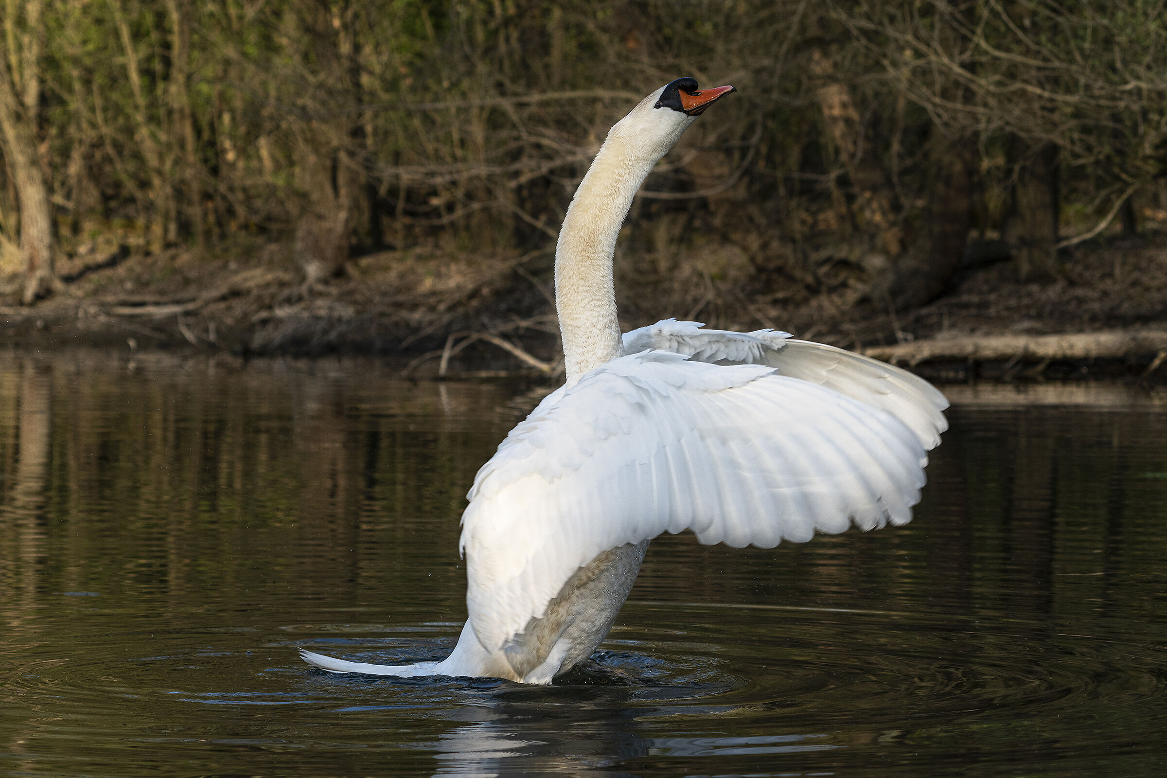 Swan in swamp...