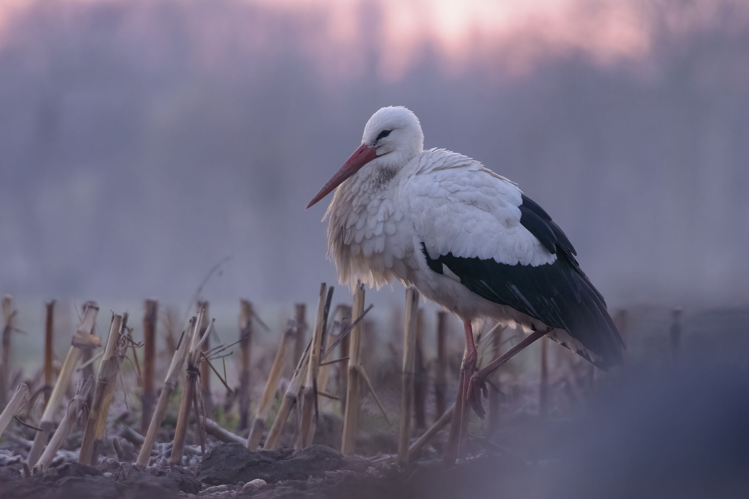 Stork at dawn...