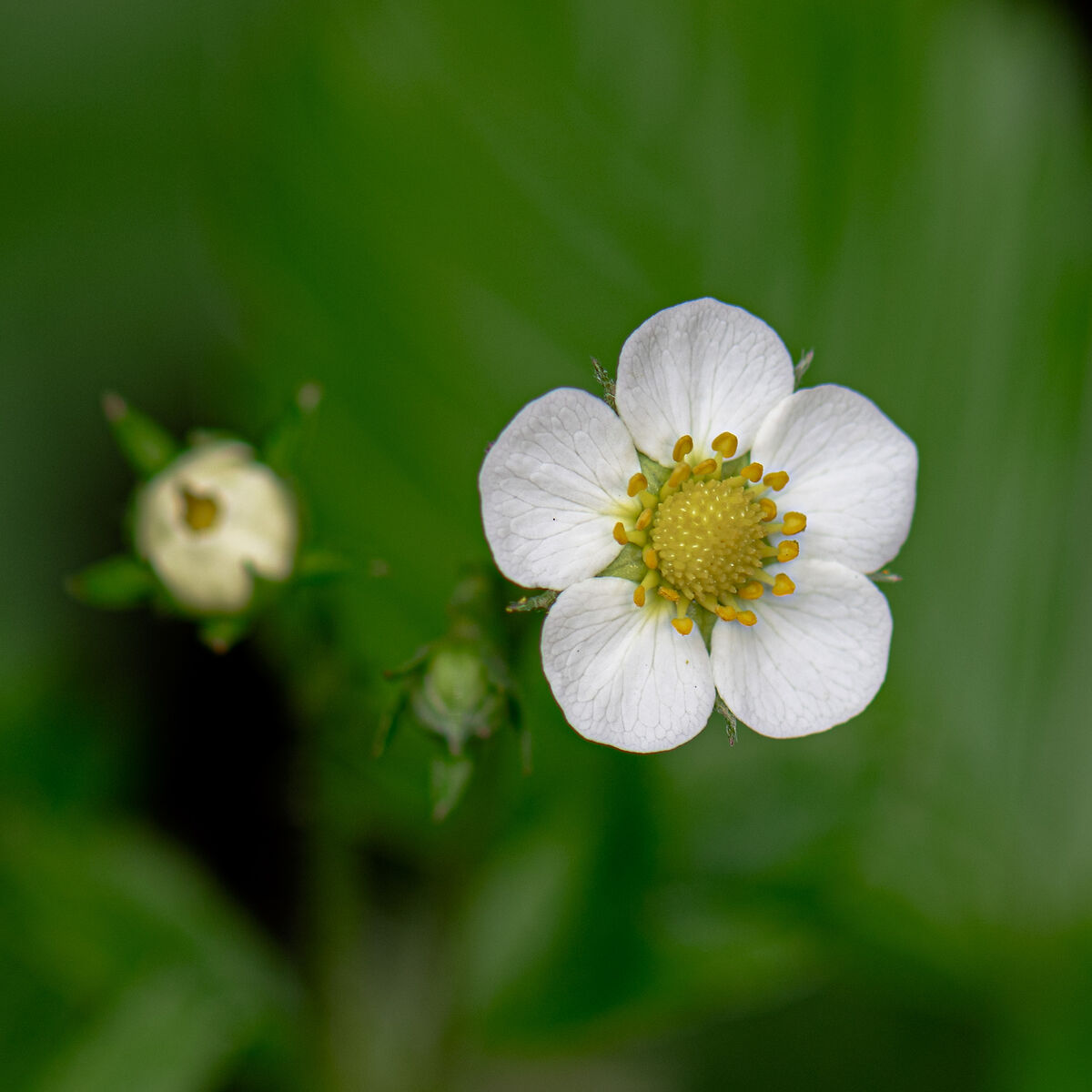 Strawberry flower...