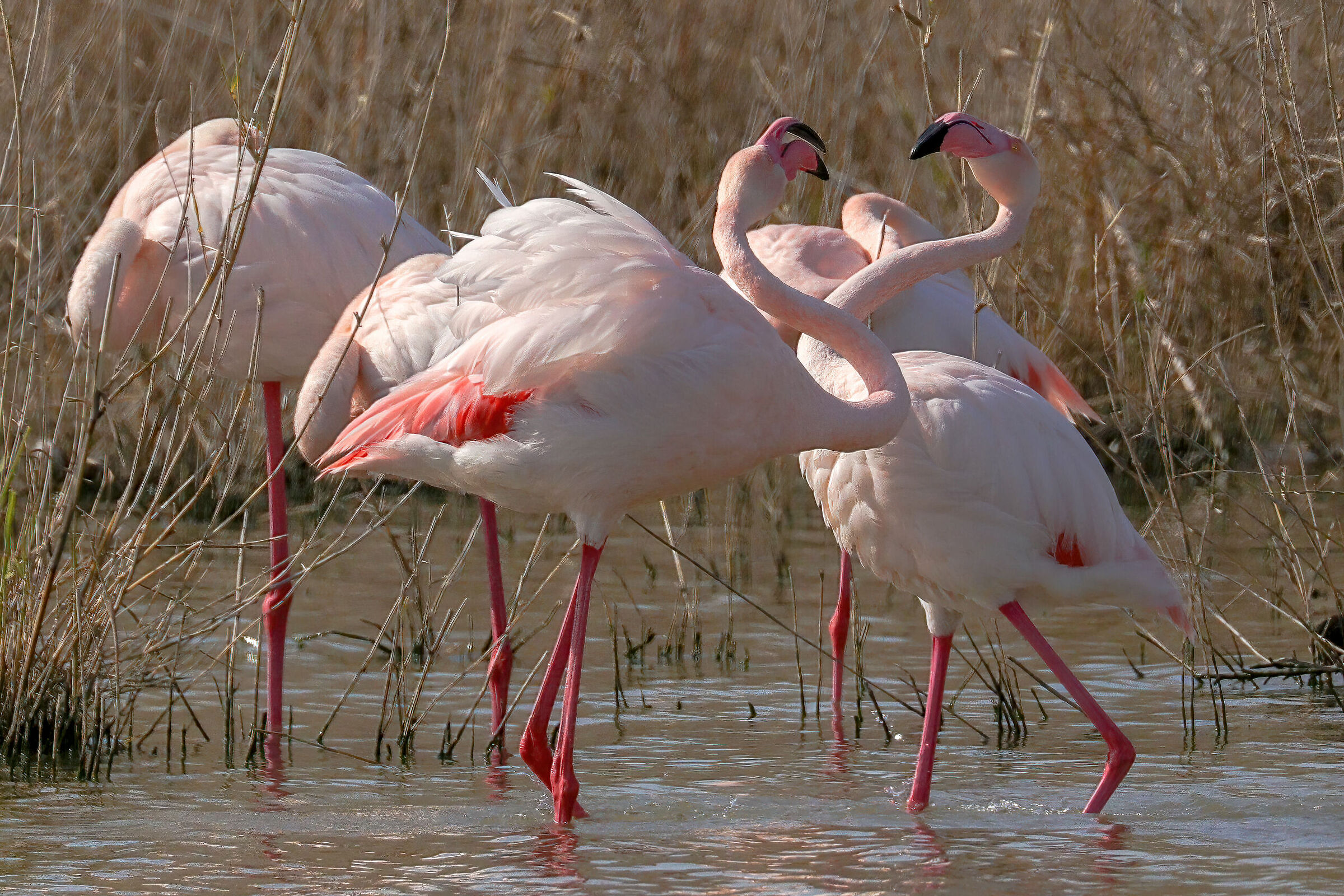 Fenicotteri rosa...