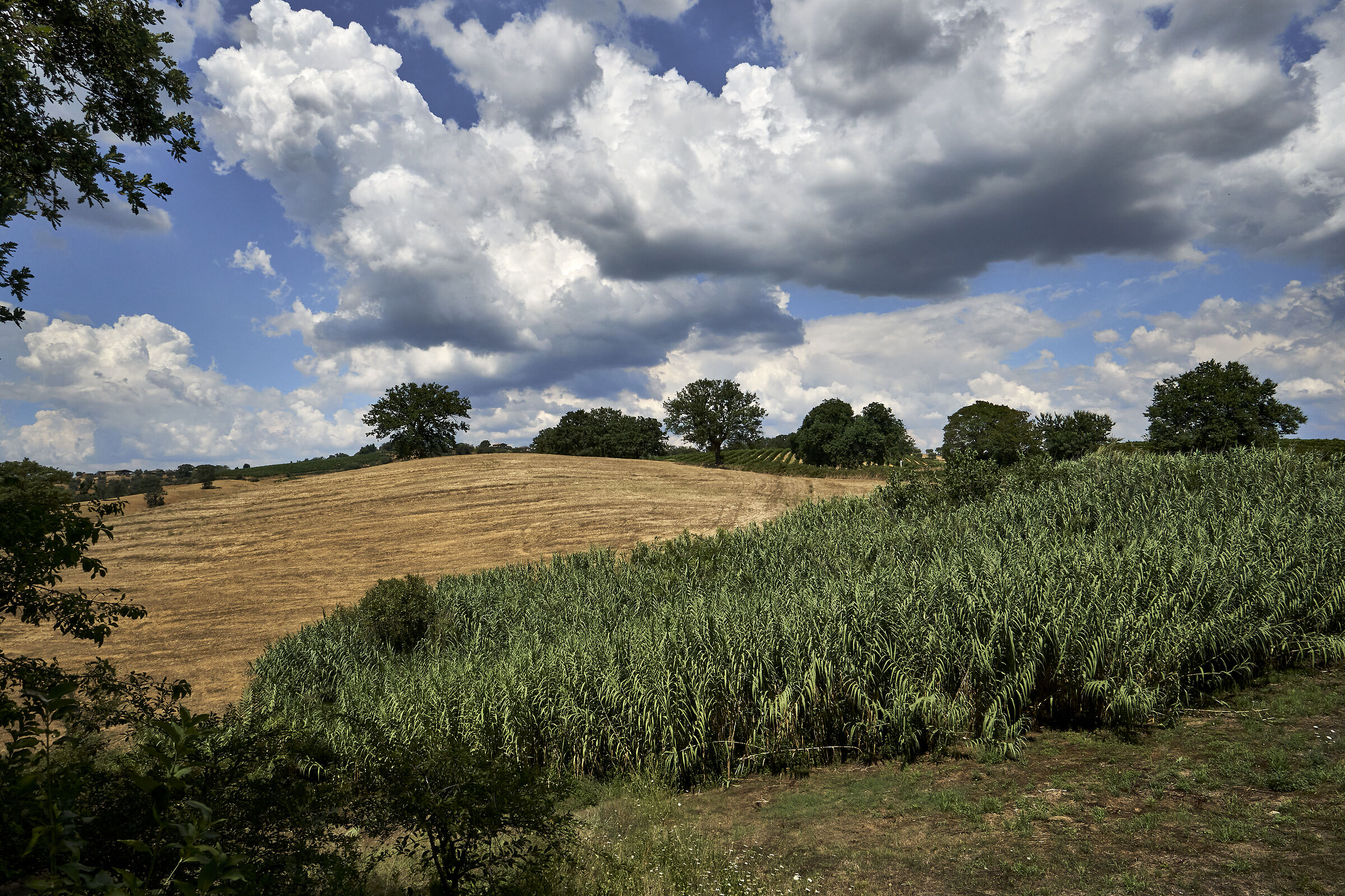 Tuscan countryside (non-sweetened version)...