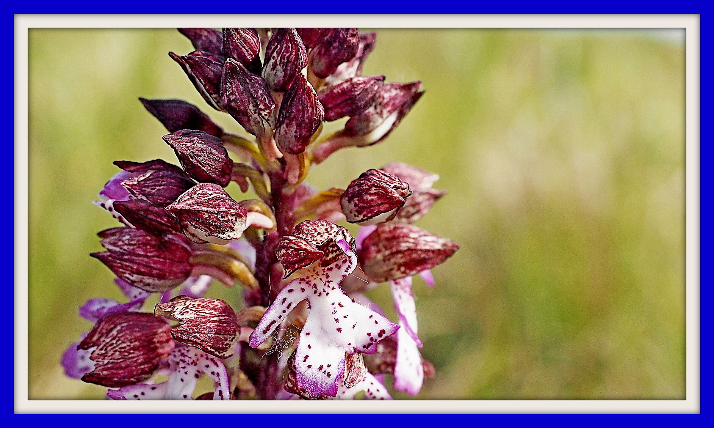 Impact on Orchis Purpurea...