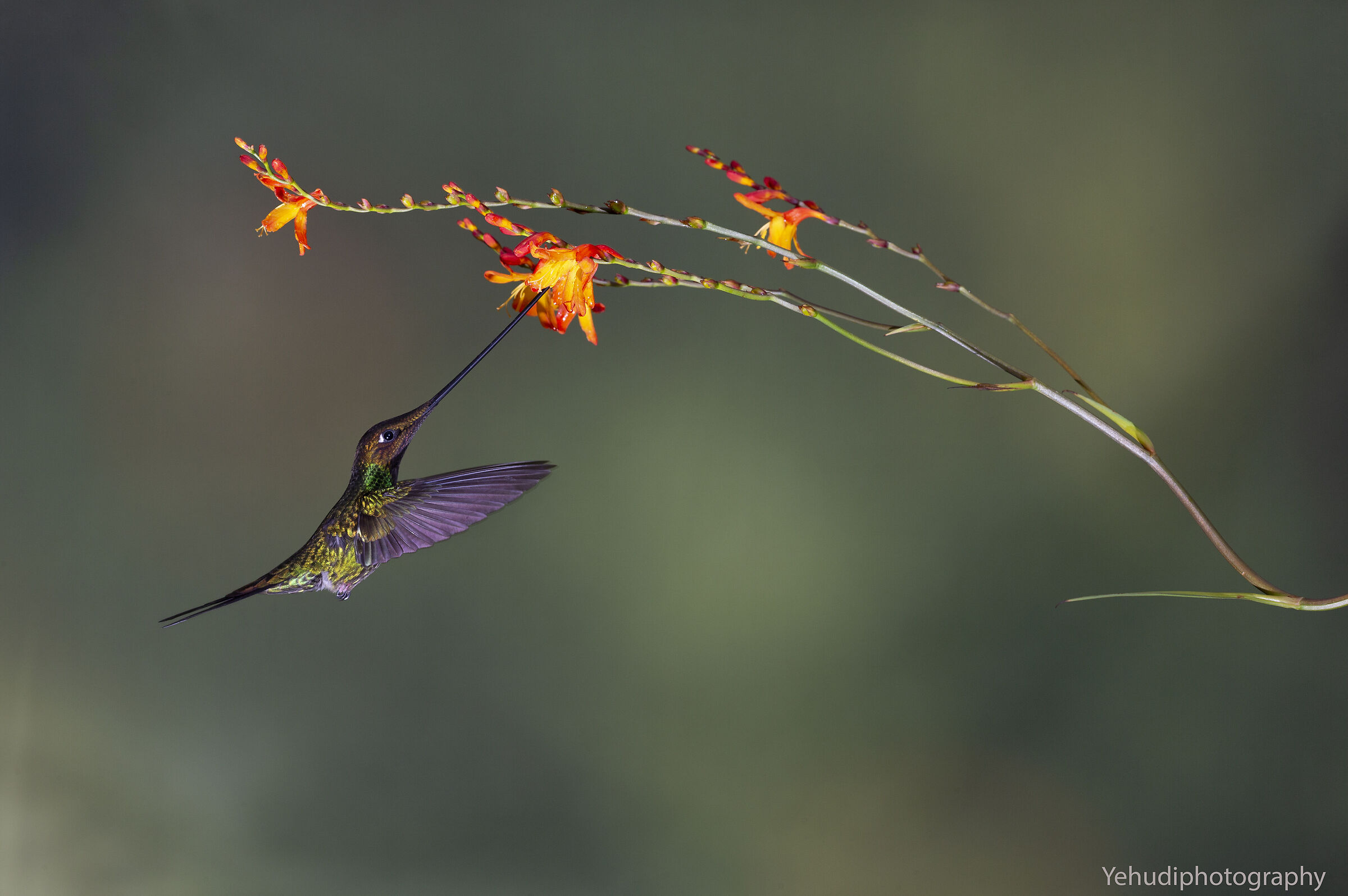 Sword bill hummingbird...