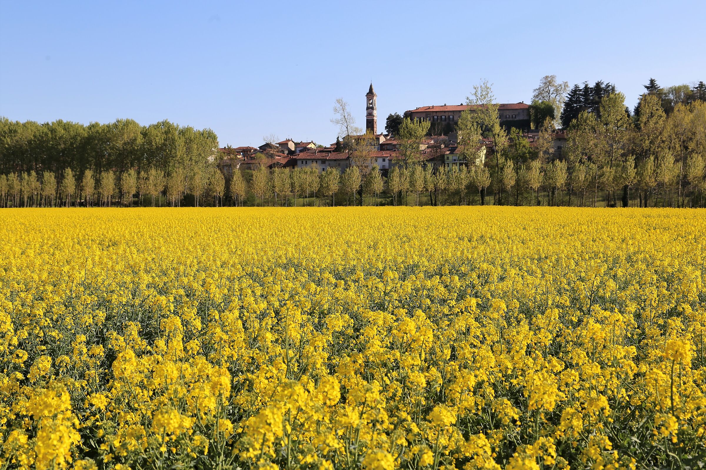 Rapeseed fields...