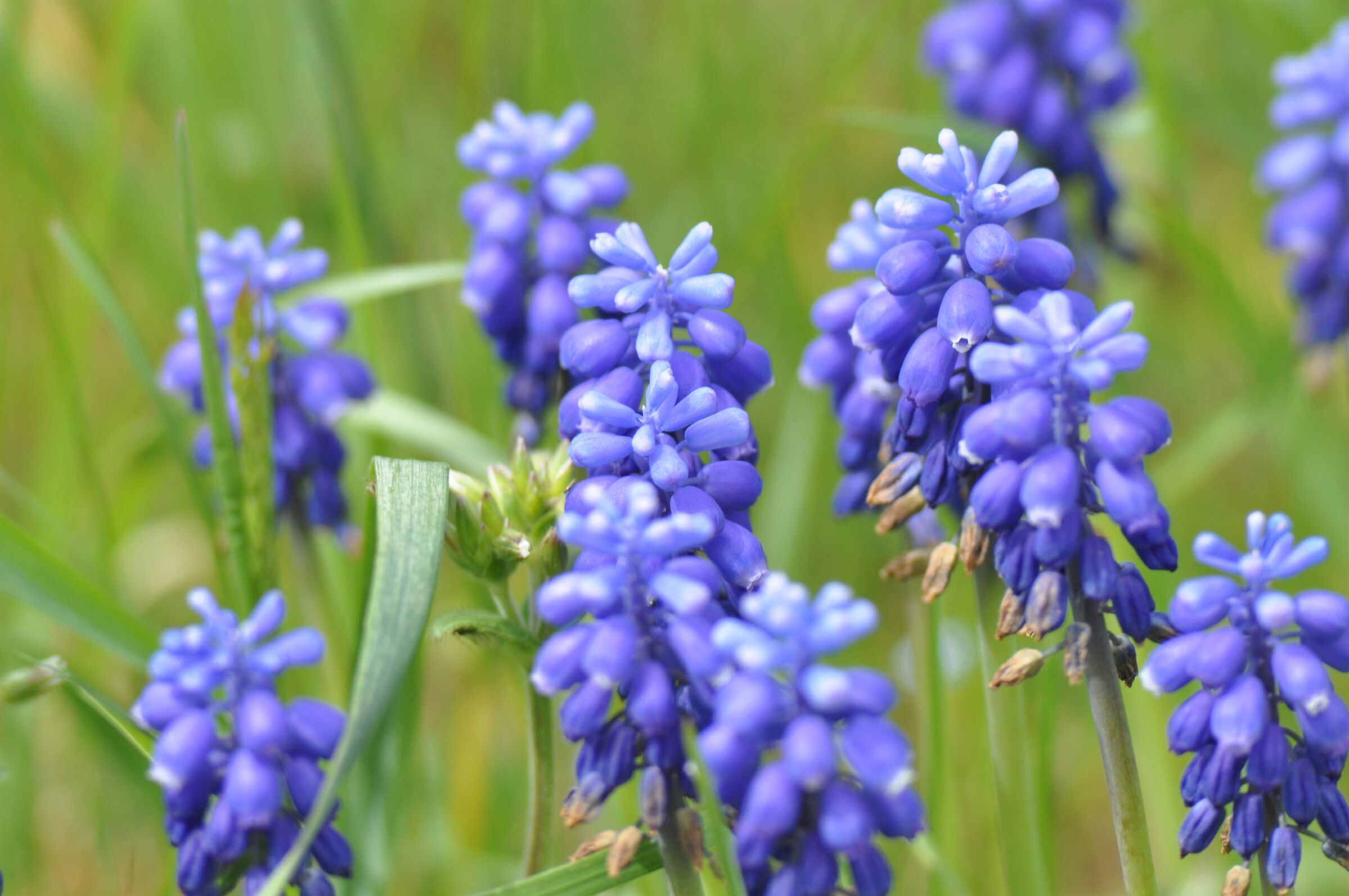 Spring flowers...