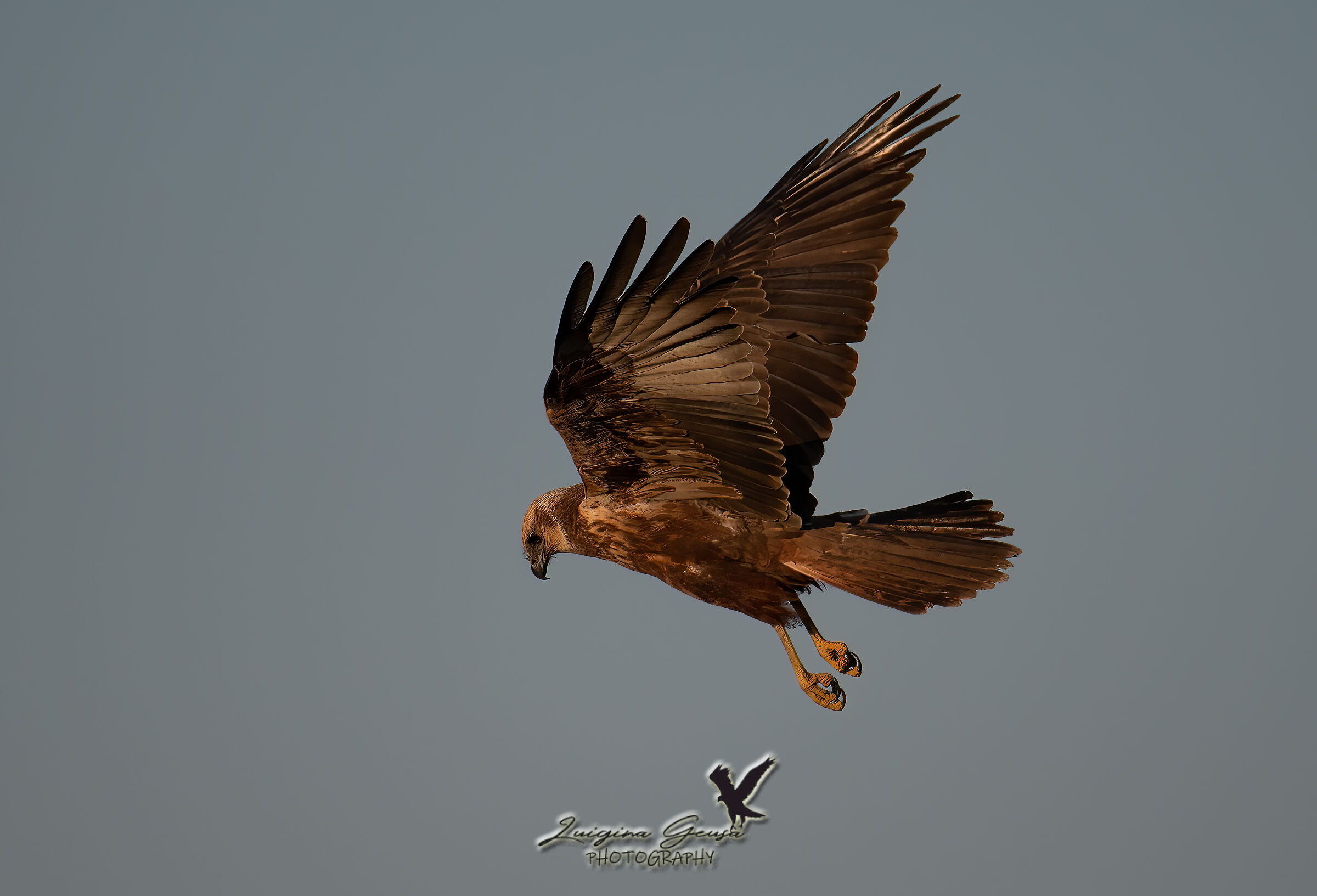 Marsh Falcon...