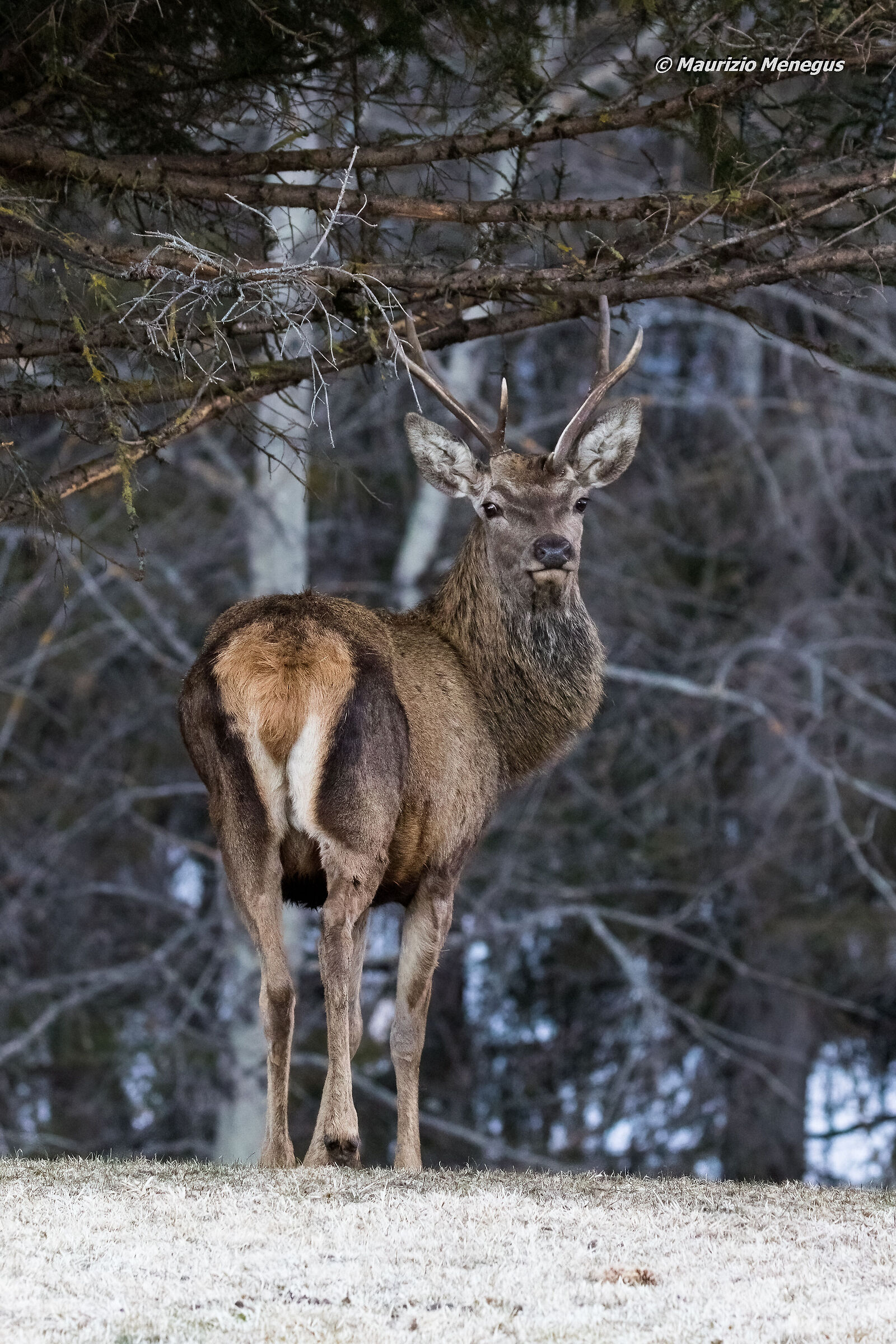 Young anomalous deer...