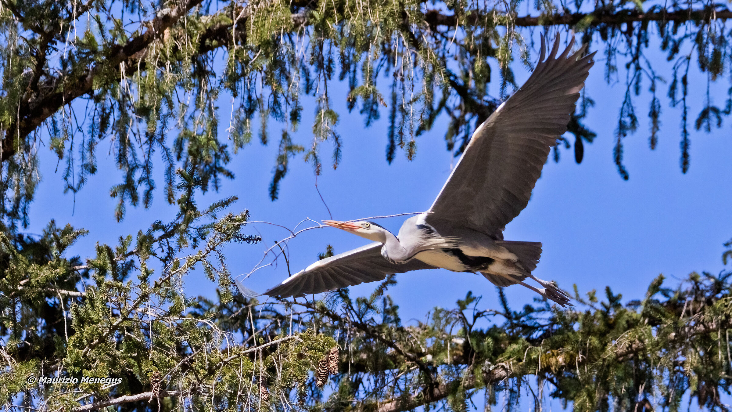 Gray heron carrying a sprig to nest 1...