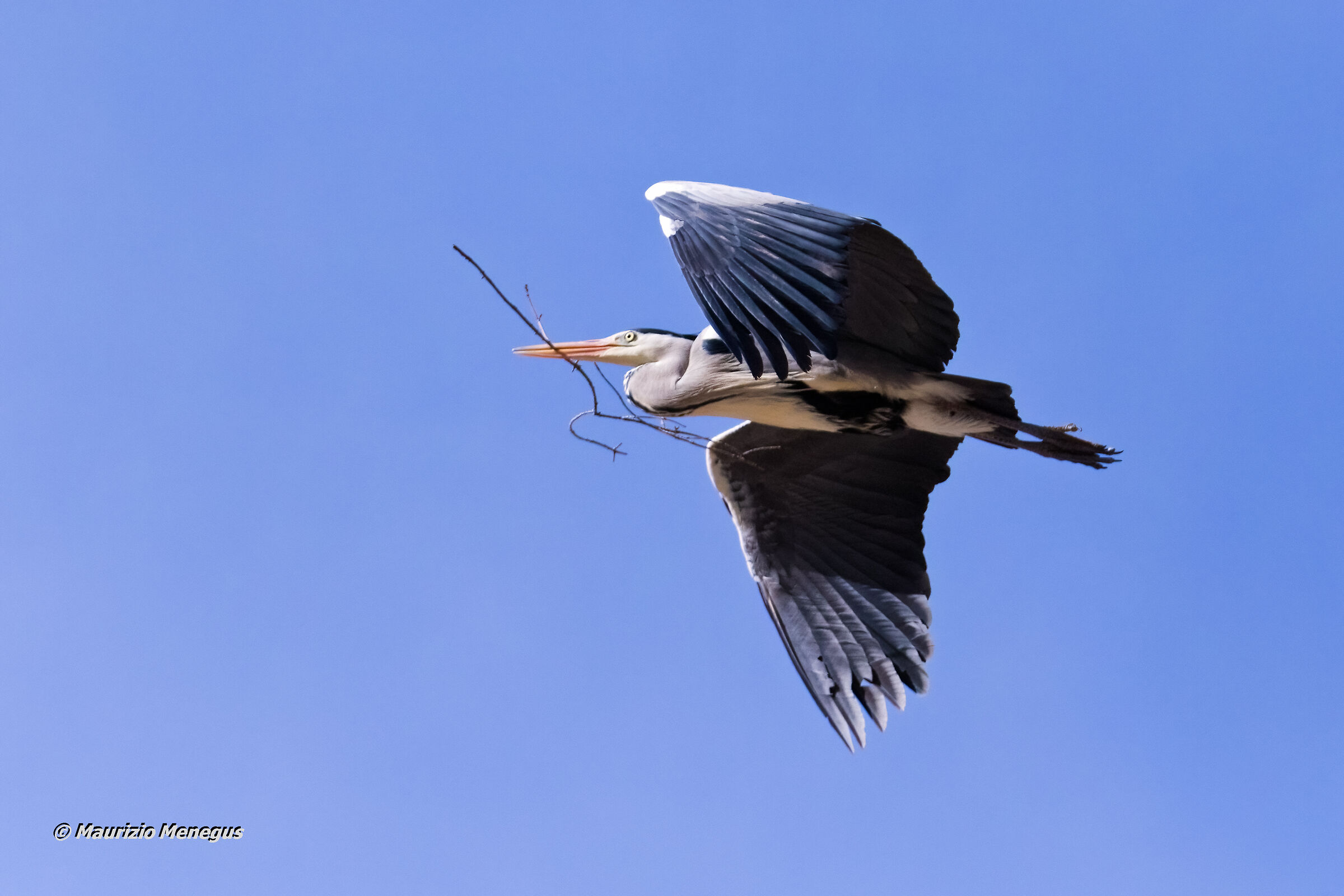 Gray heron carrying a sprig to nest 2...
