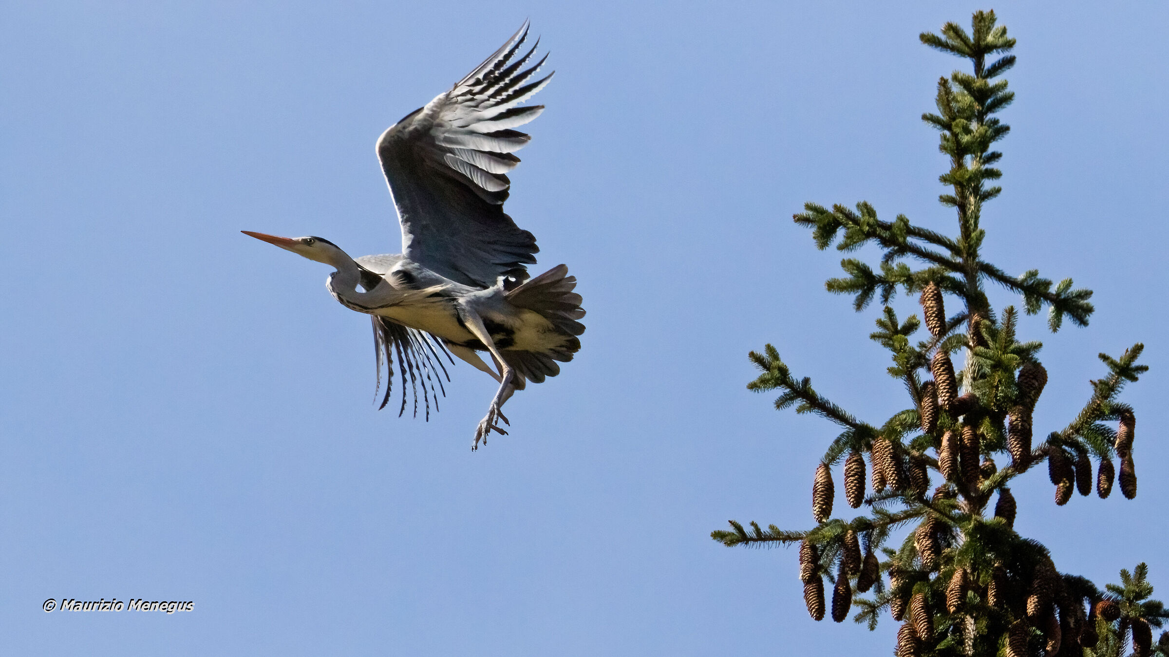 Gray heron in flight...