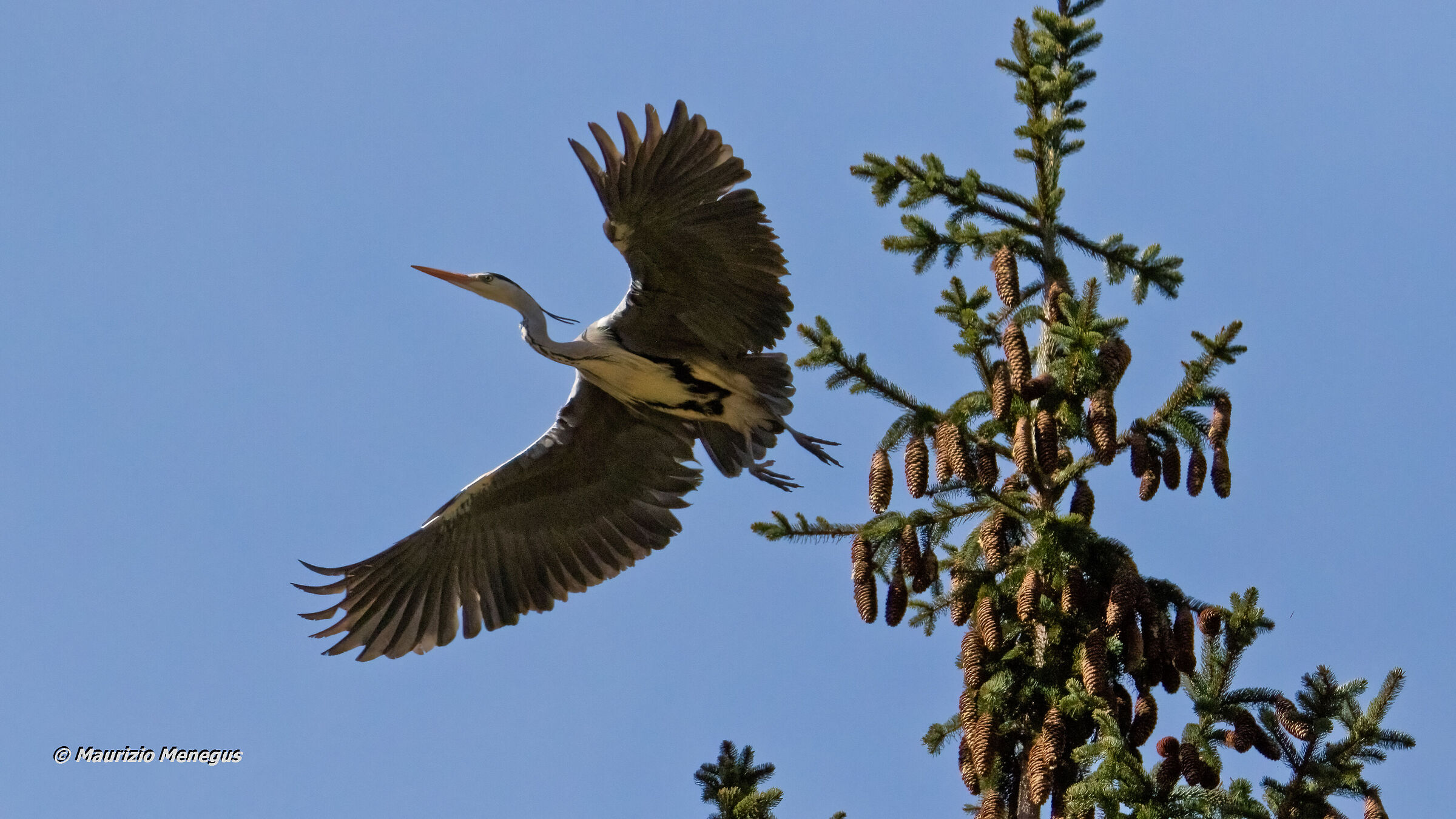 Take-off of the gray heron...