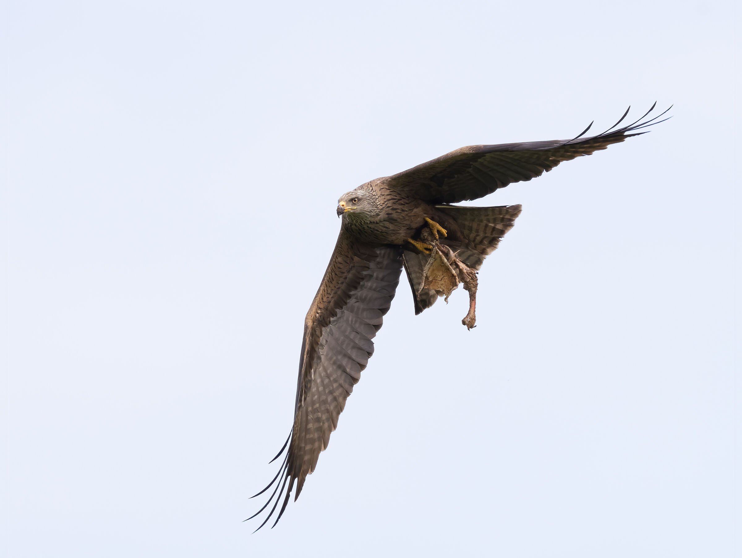Brown kite (Milvus migrans) with meal.....