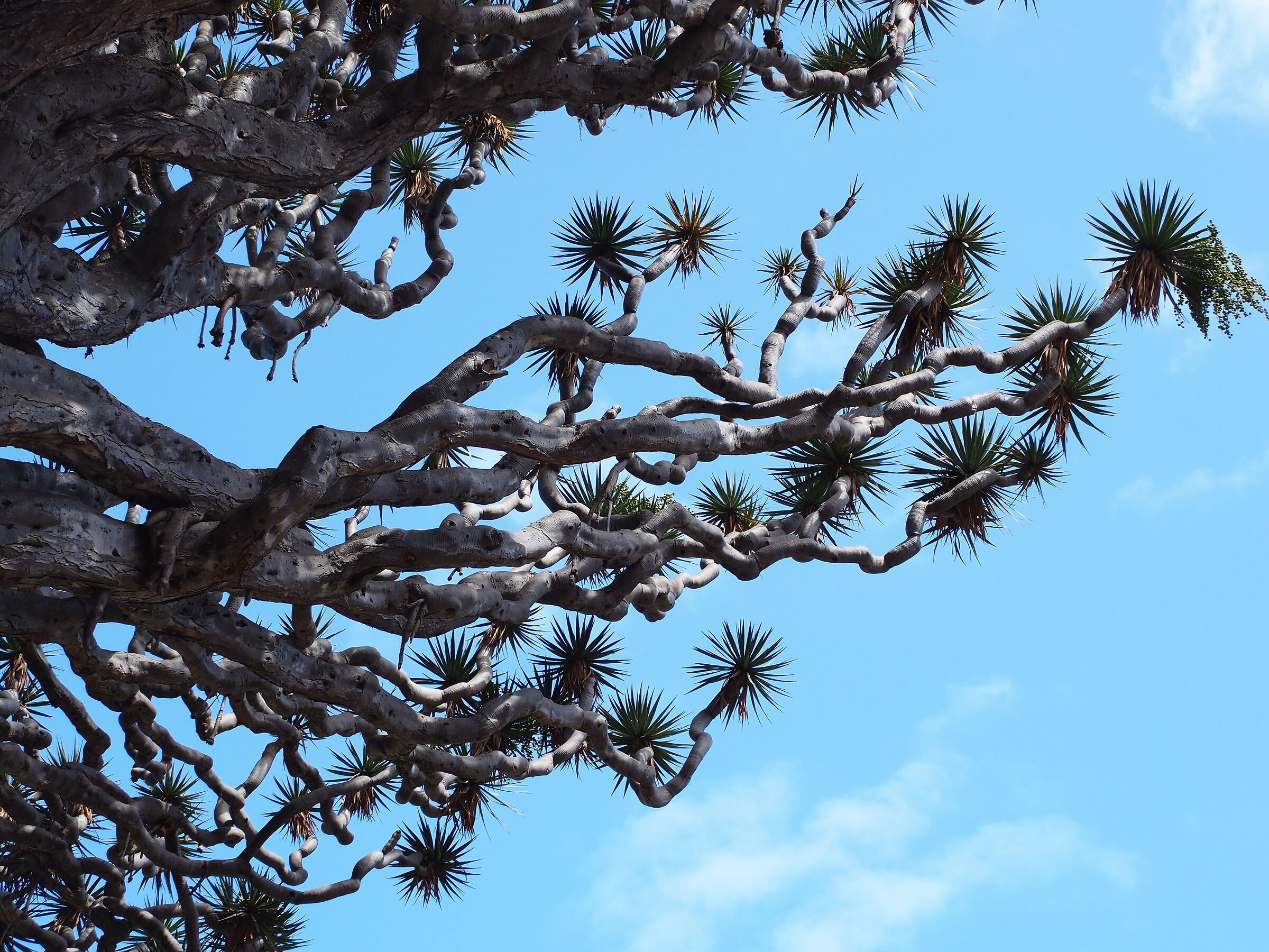 El Drago - Tenerife...