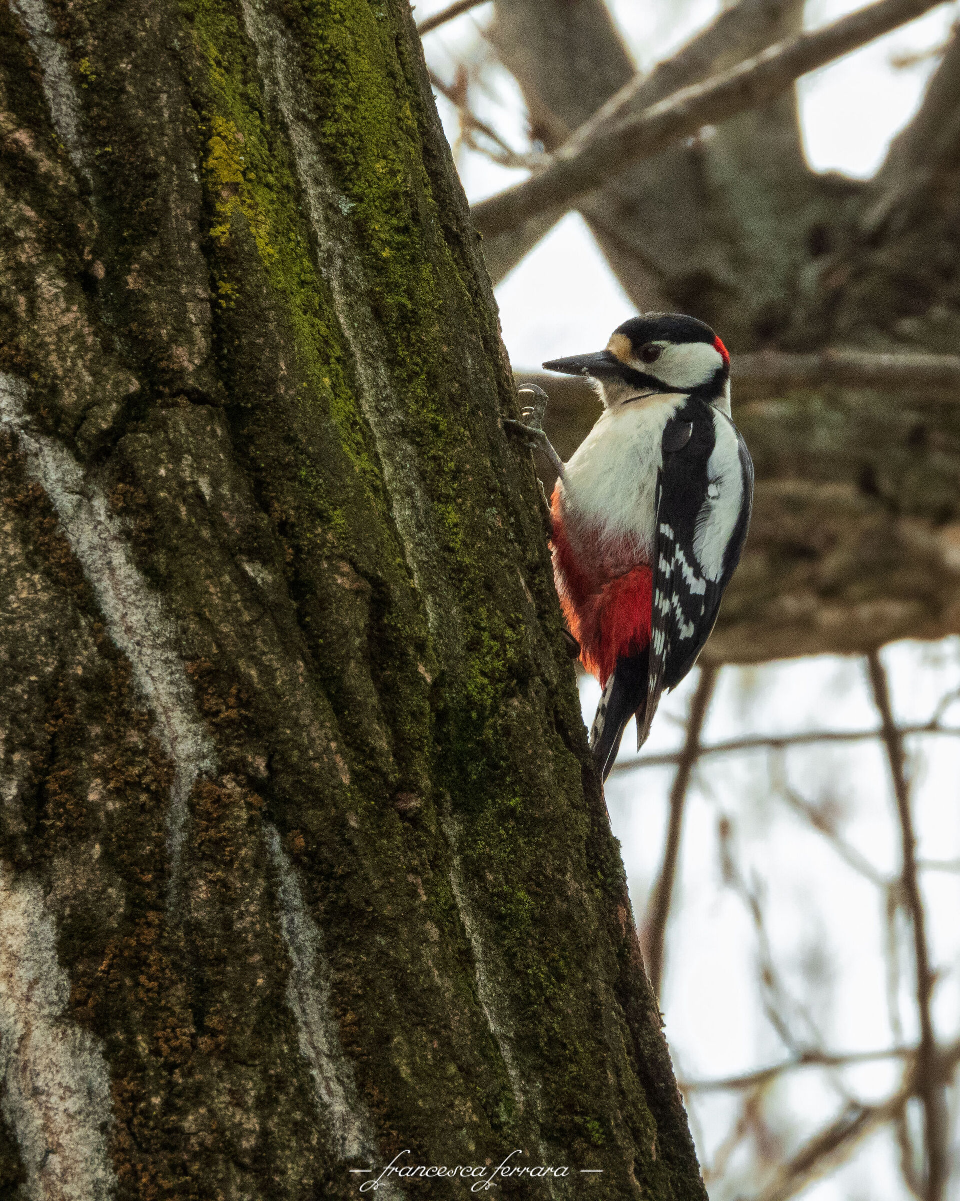Male Major Red Woodpecker (Dendrocopos Major)_2...