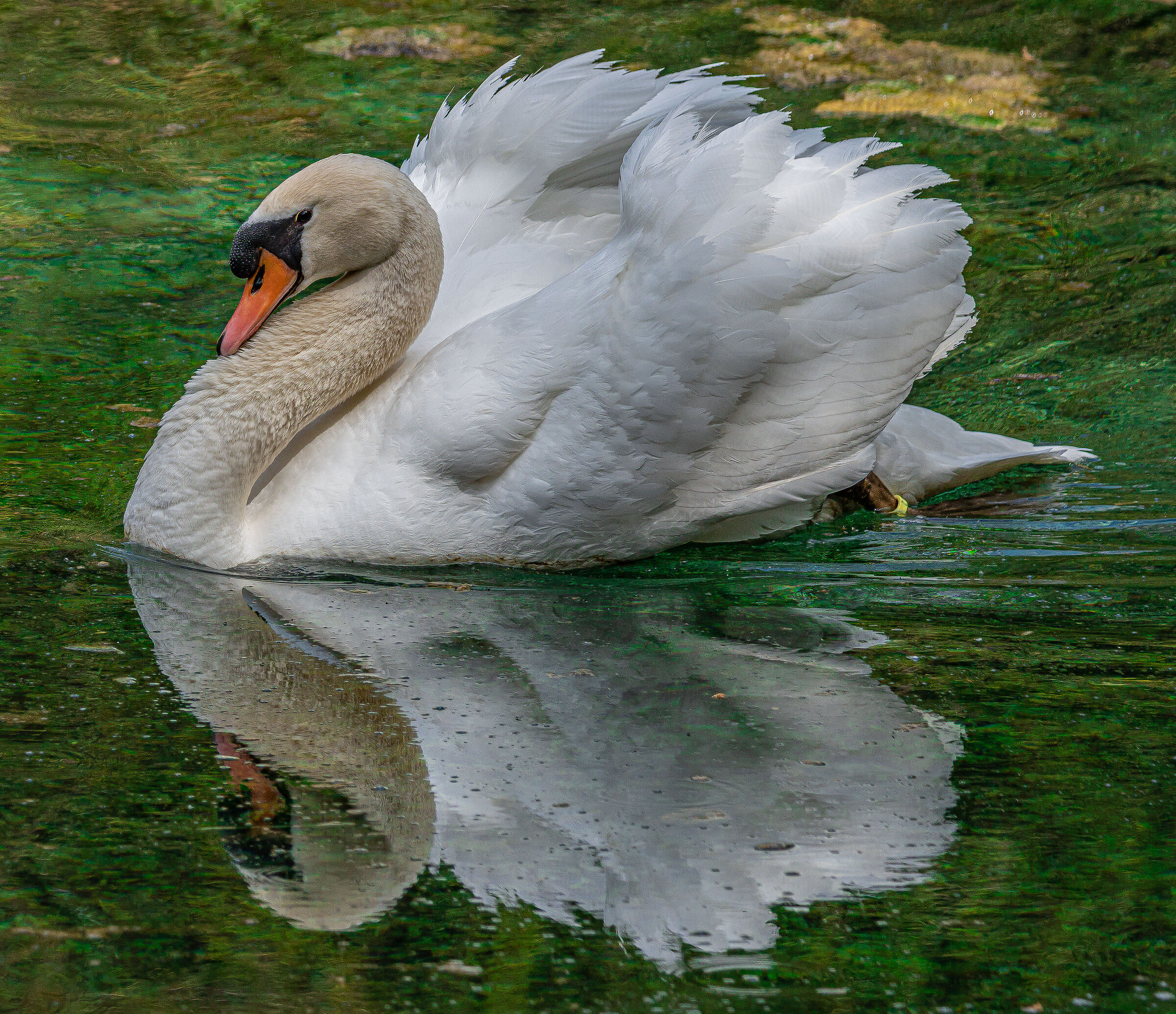 Mirror who is the most beautiful swan in the realm?...