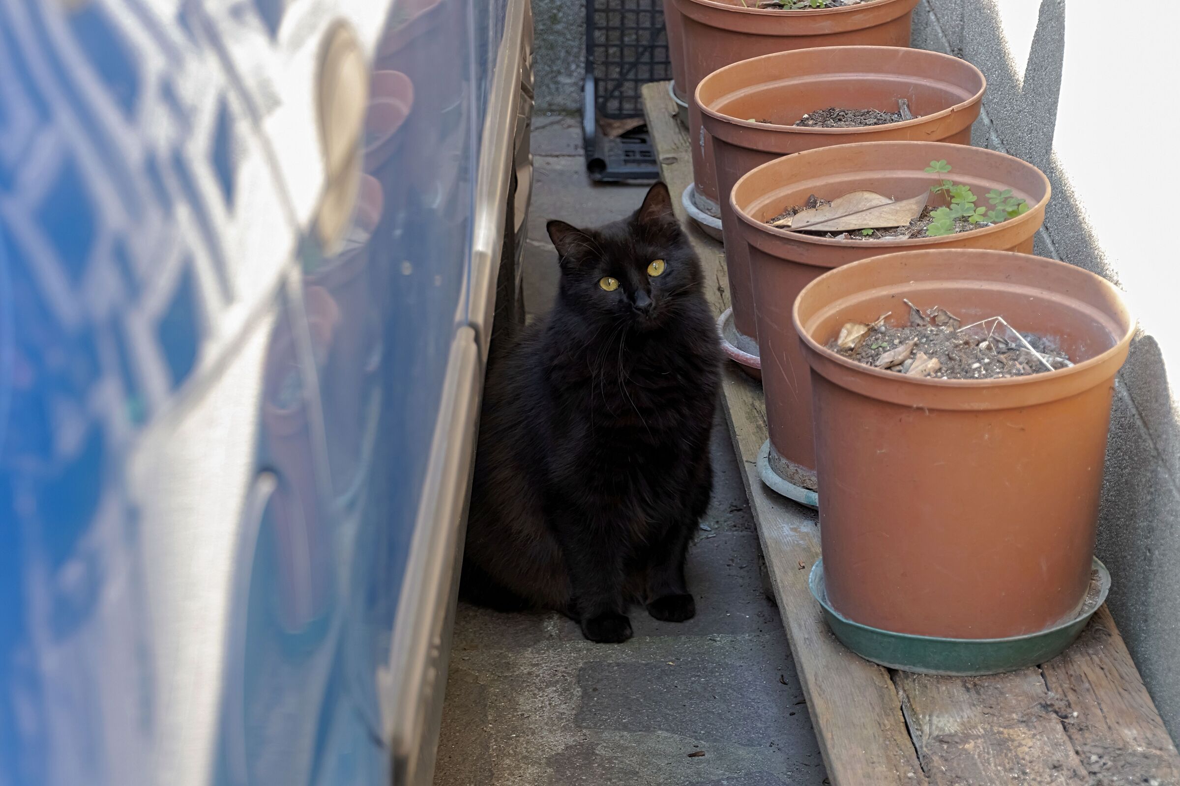 Margot black cat of my neighbor 25/04/2020...