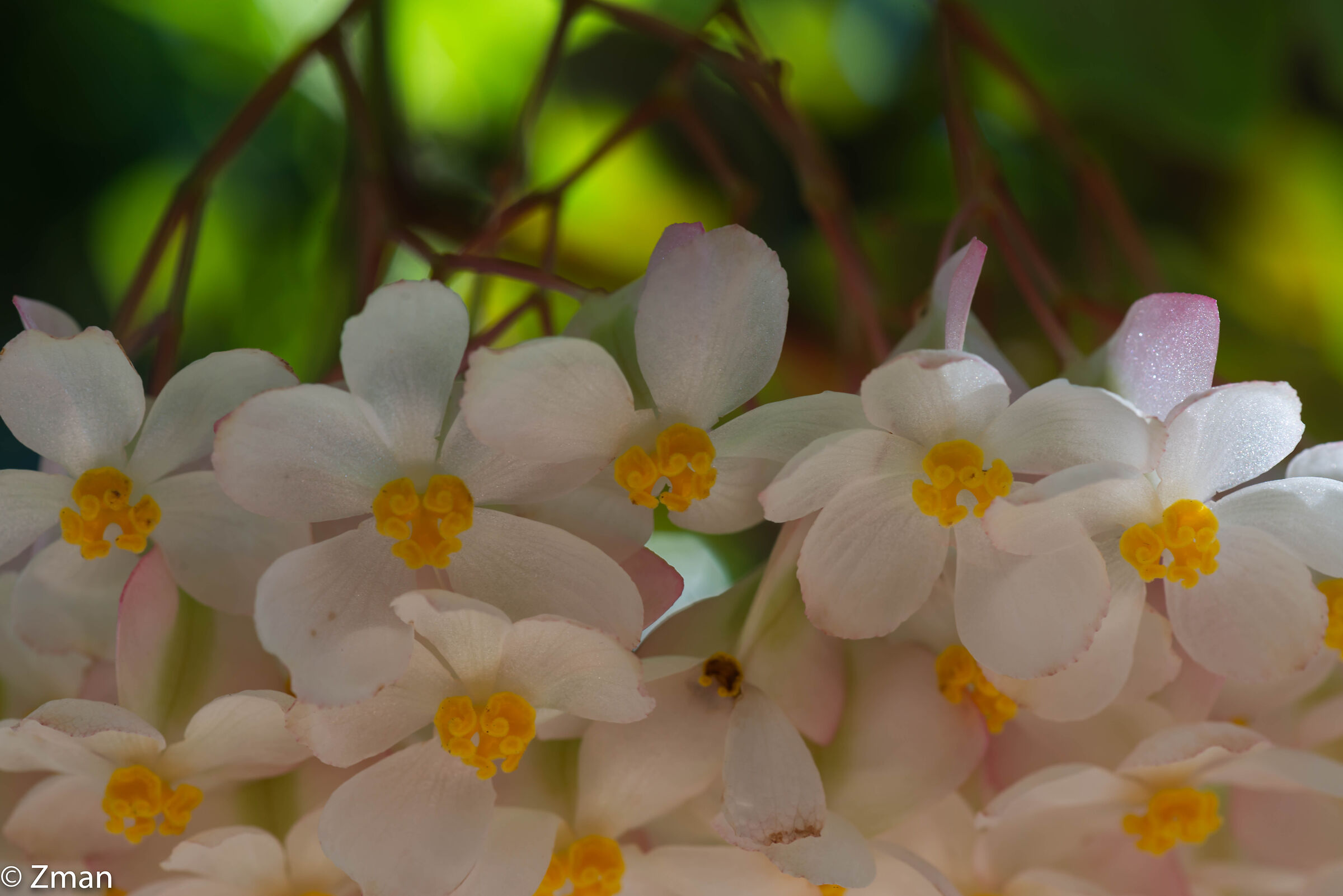 Wax Begonia Flowers...