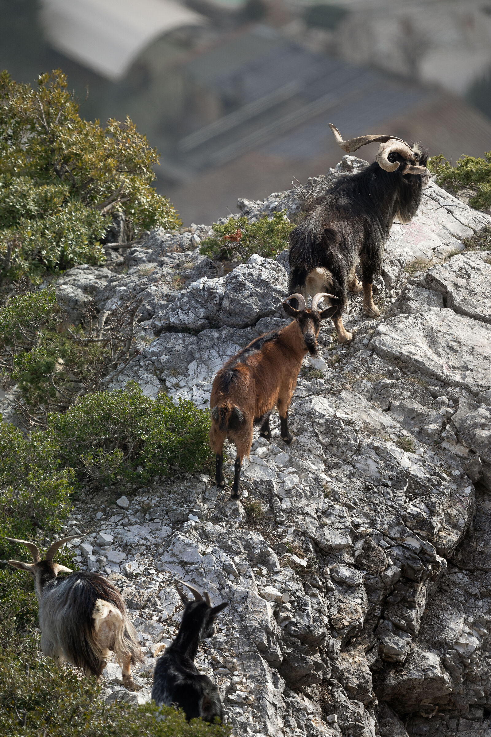 Wild goats...