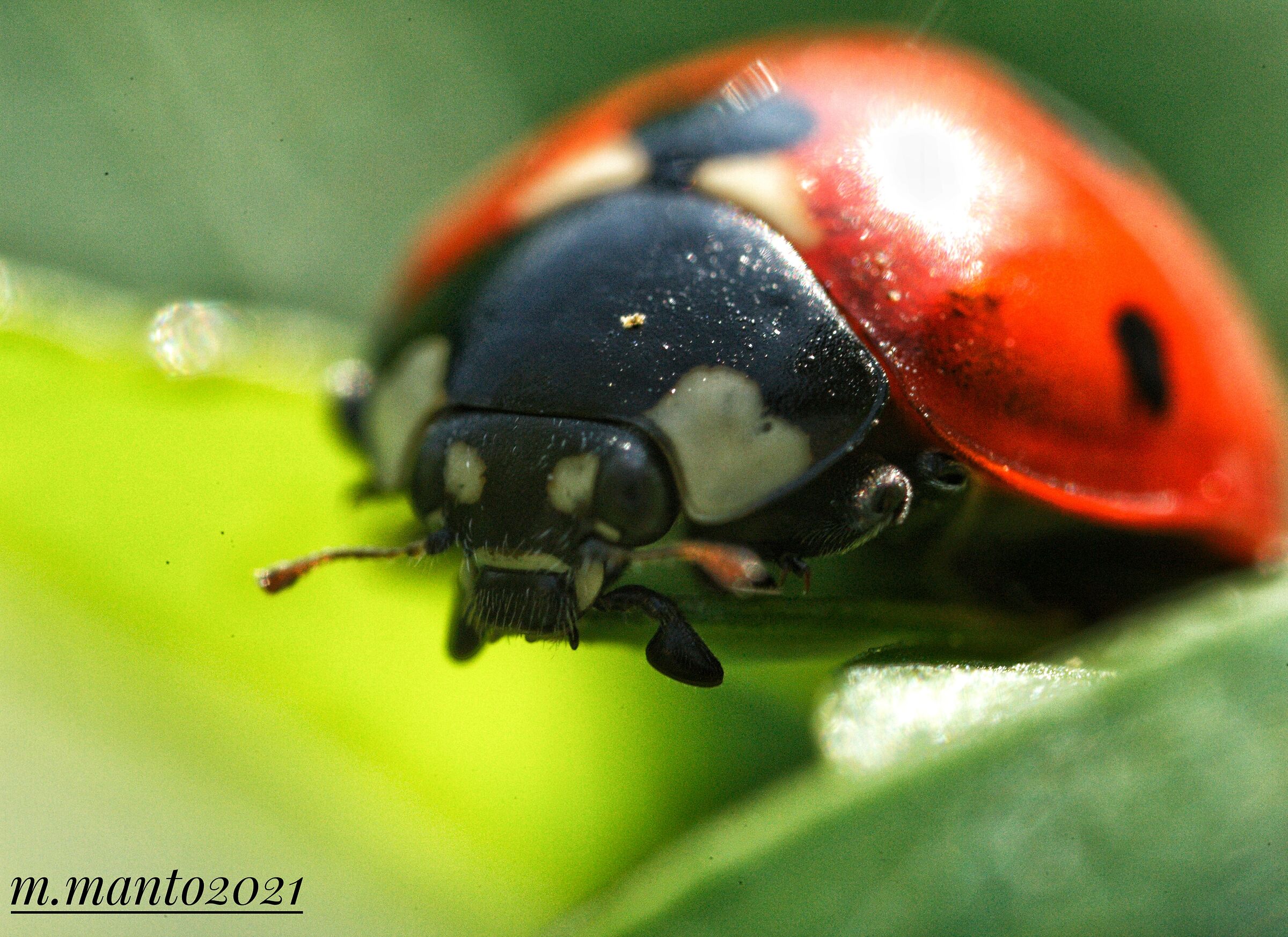 The Ladybug ...