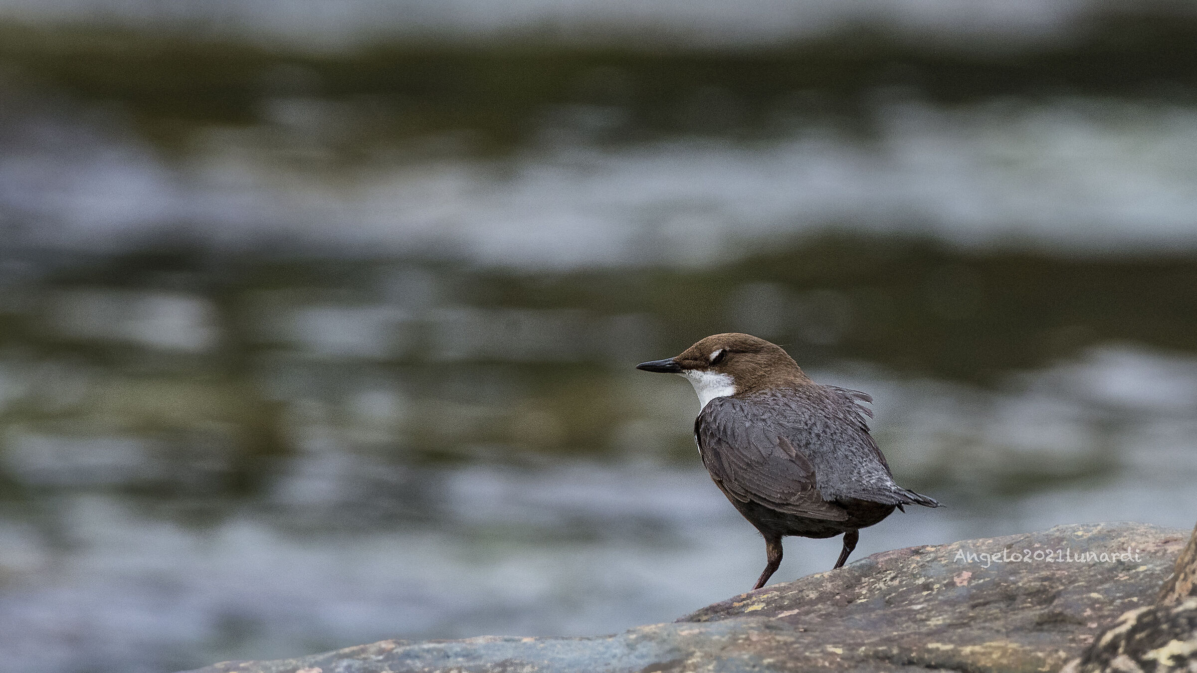 white-throated dipper...