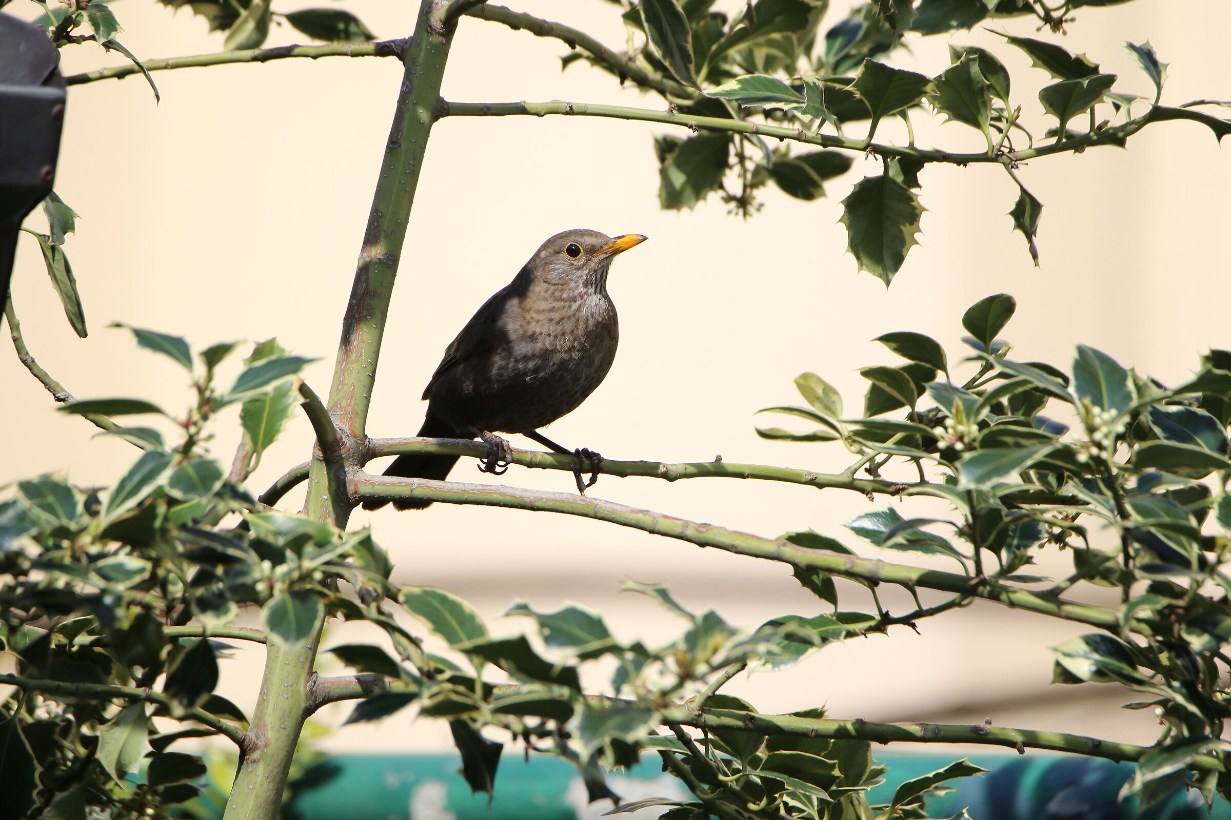 blackbird...