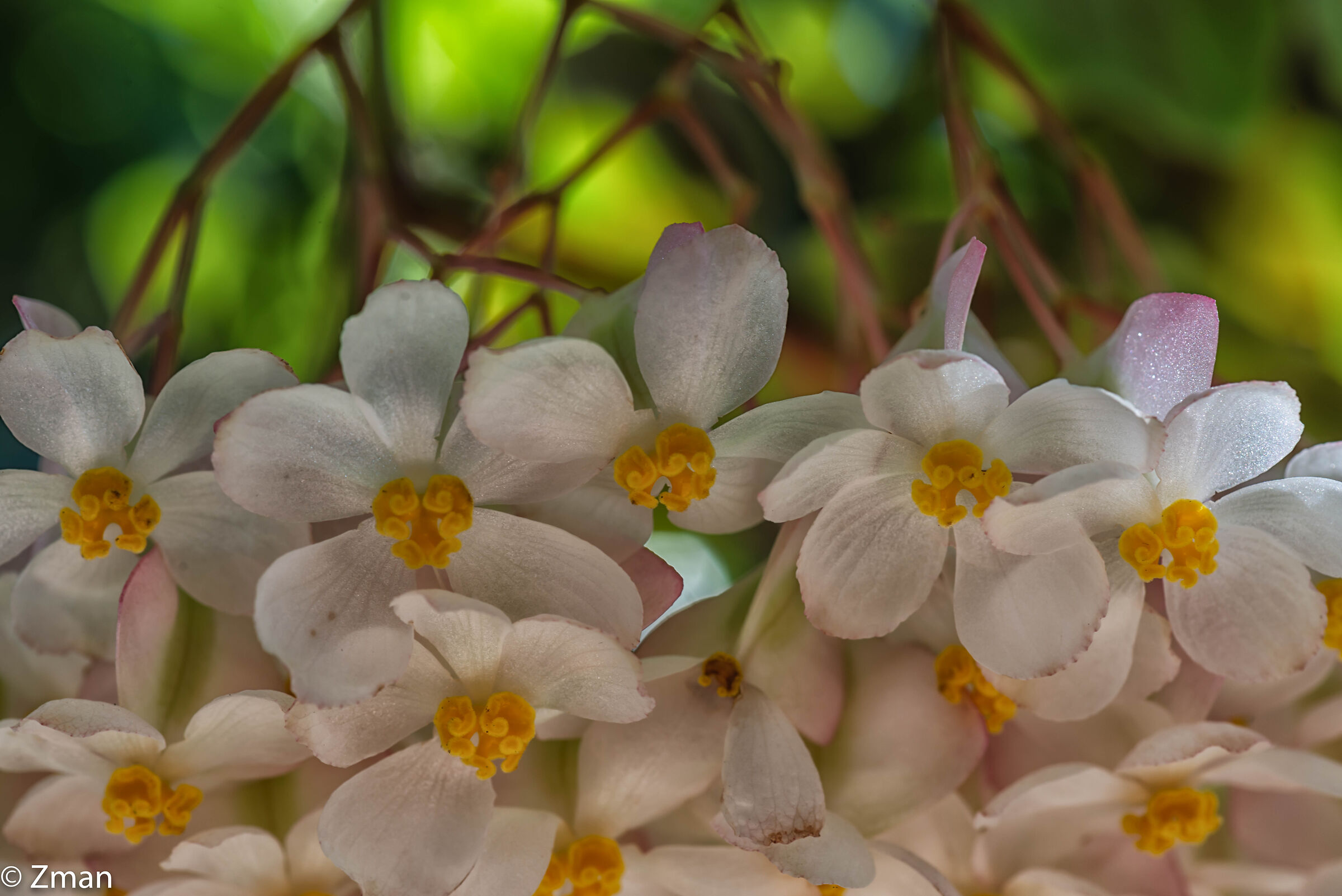 Wax Begonia Flowers...