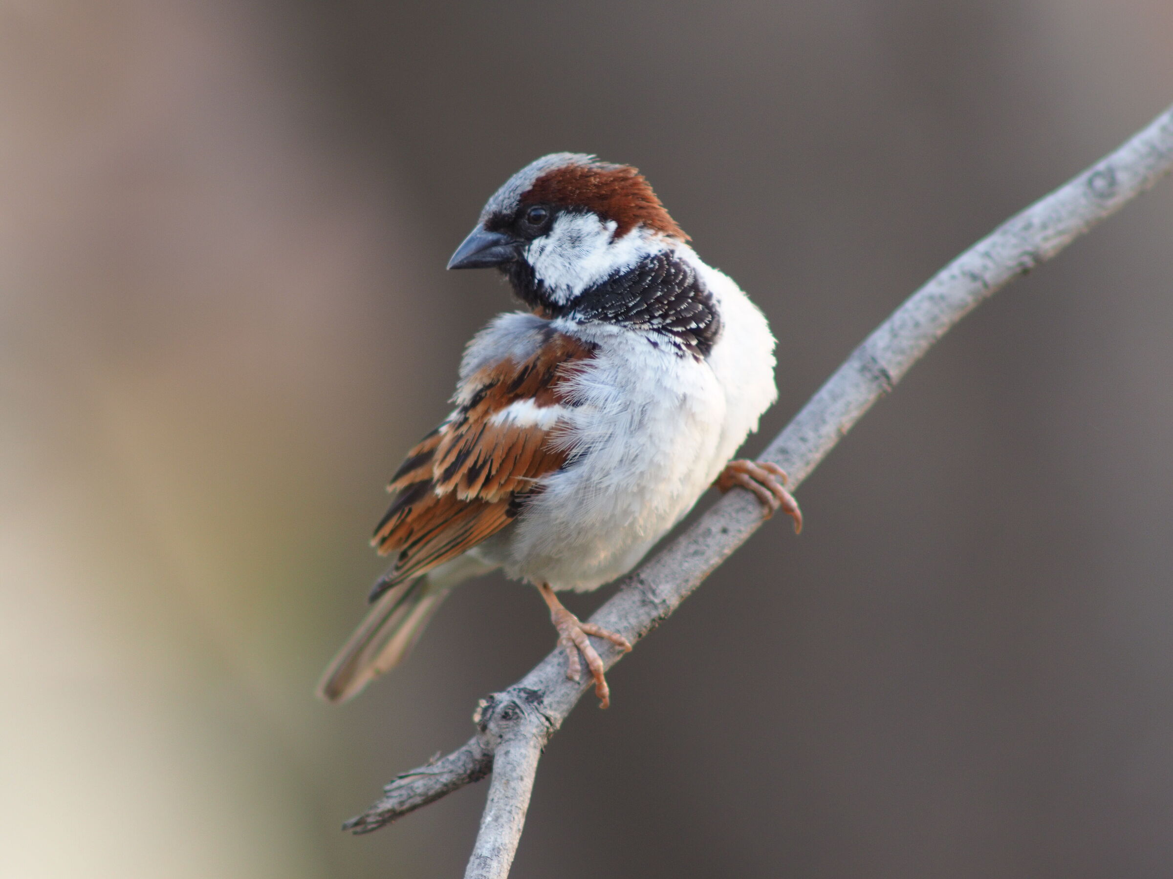 Male House Sparrow...