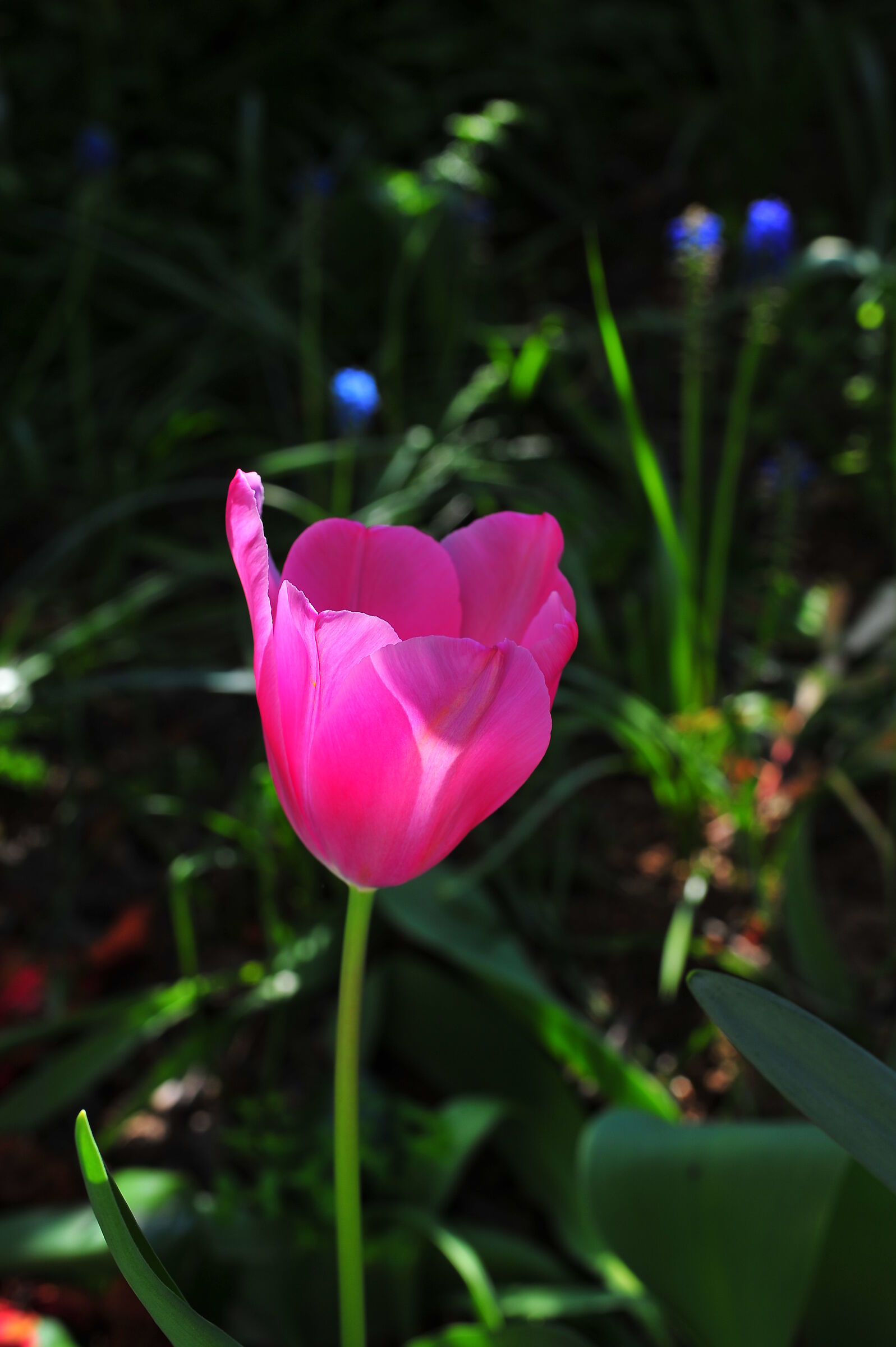 pink tulip...