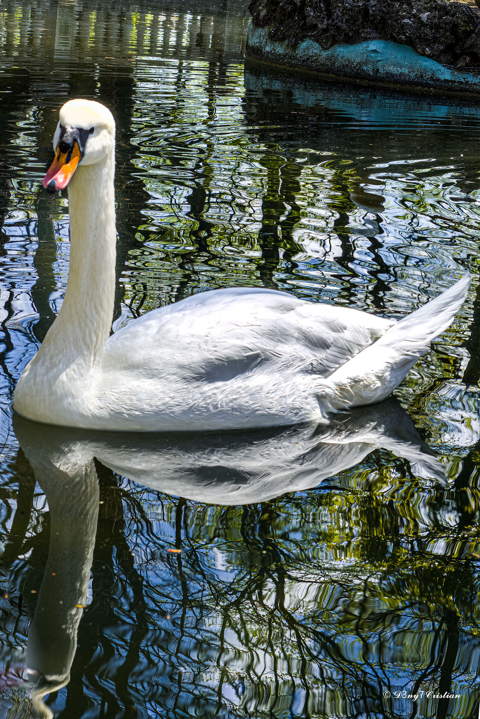 Cigno...