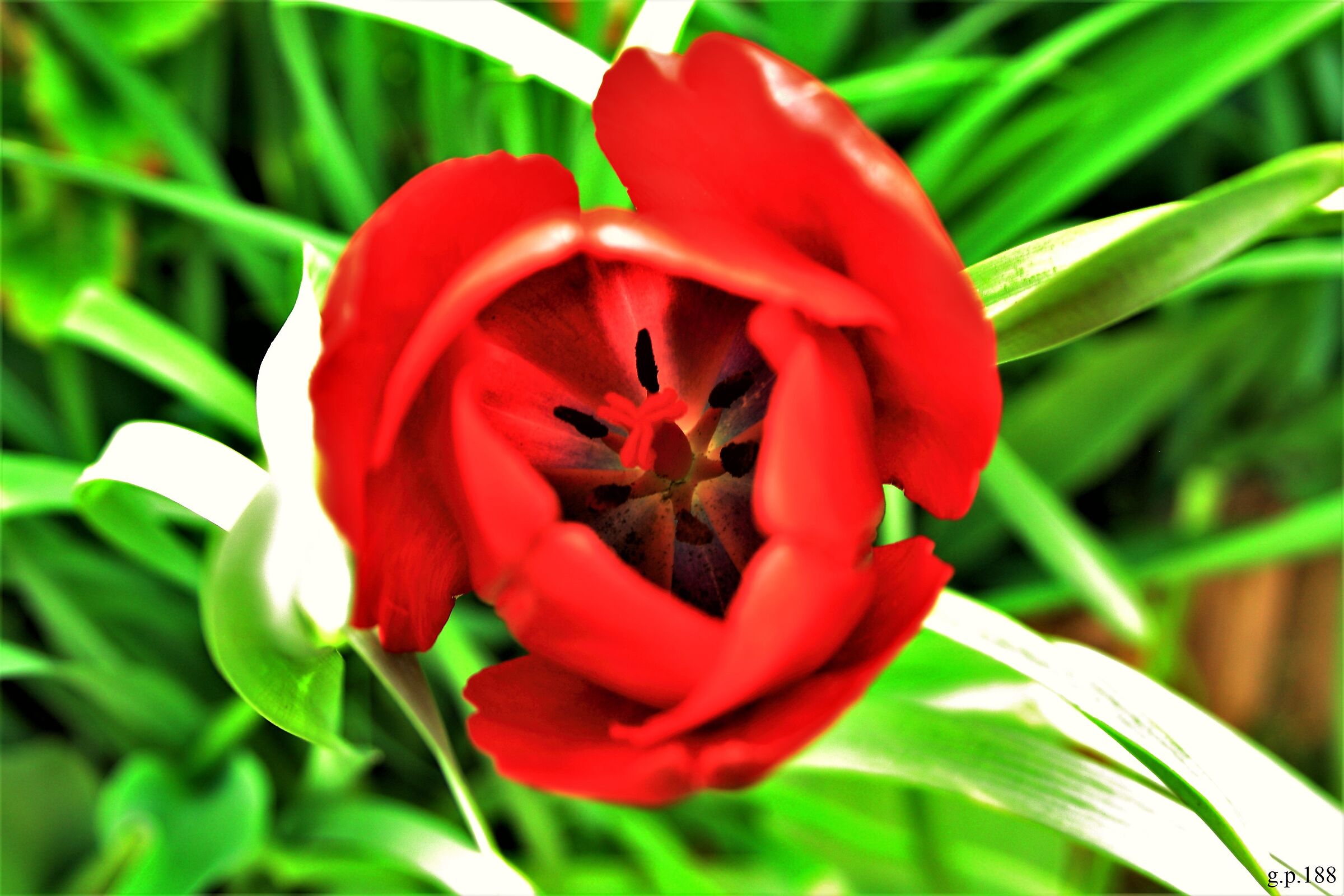 Inside a Tulip...
