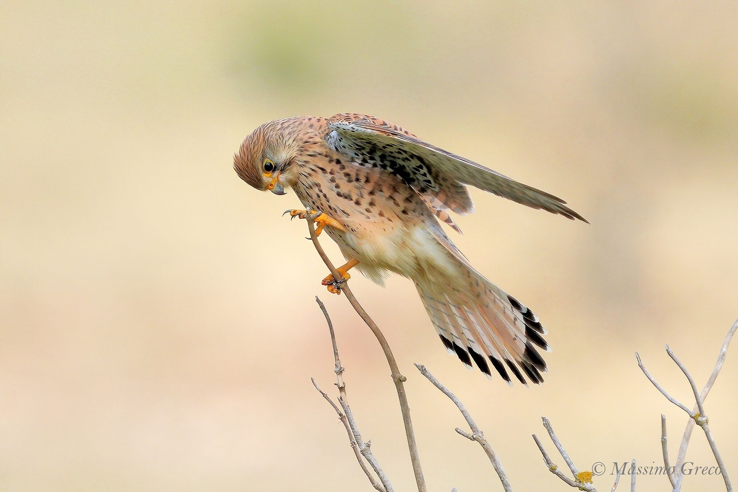 Gstreg (Falco tinnunculus)...