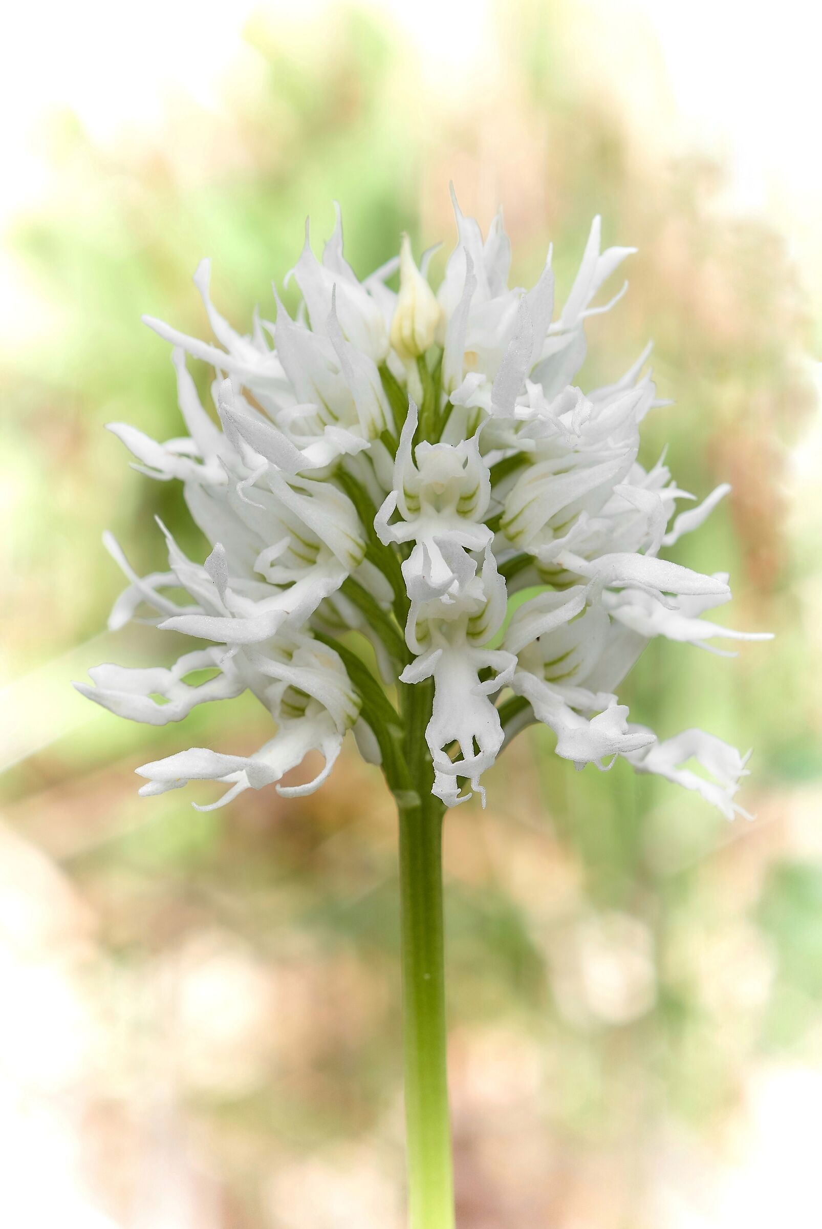 Orchis italica albina...