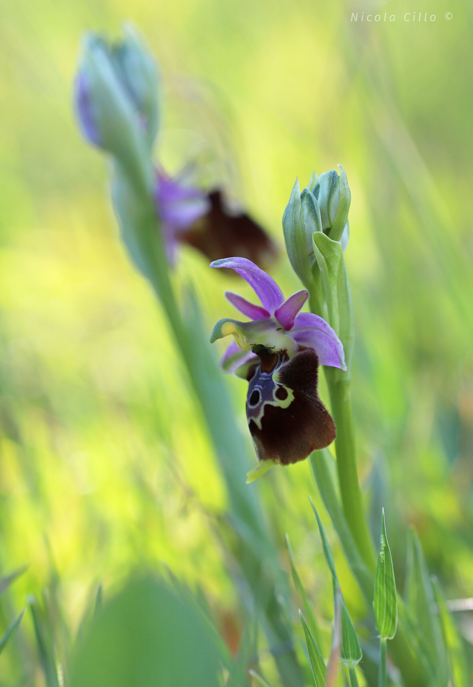 Ophrys holosericea subsp. apulic...