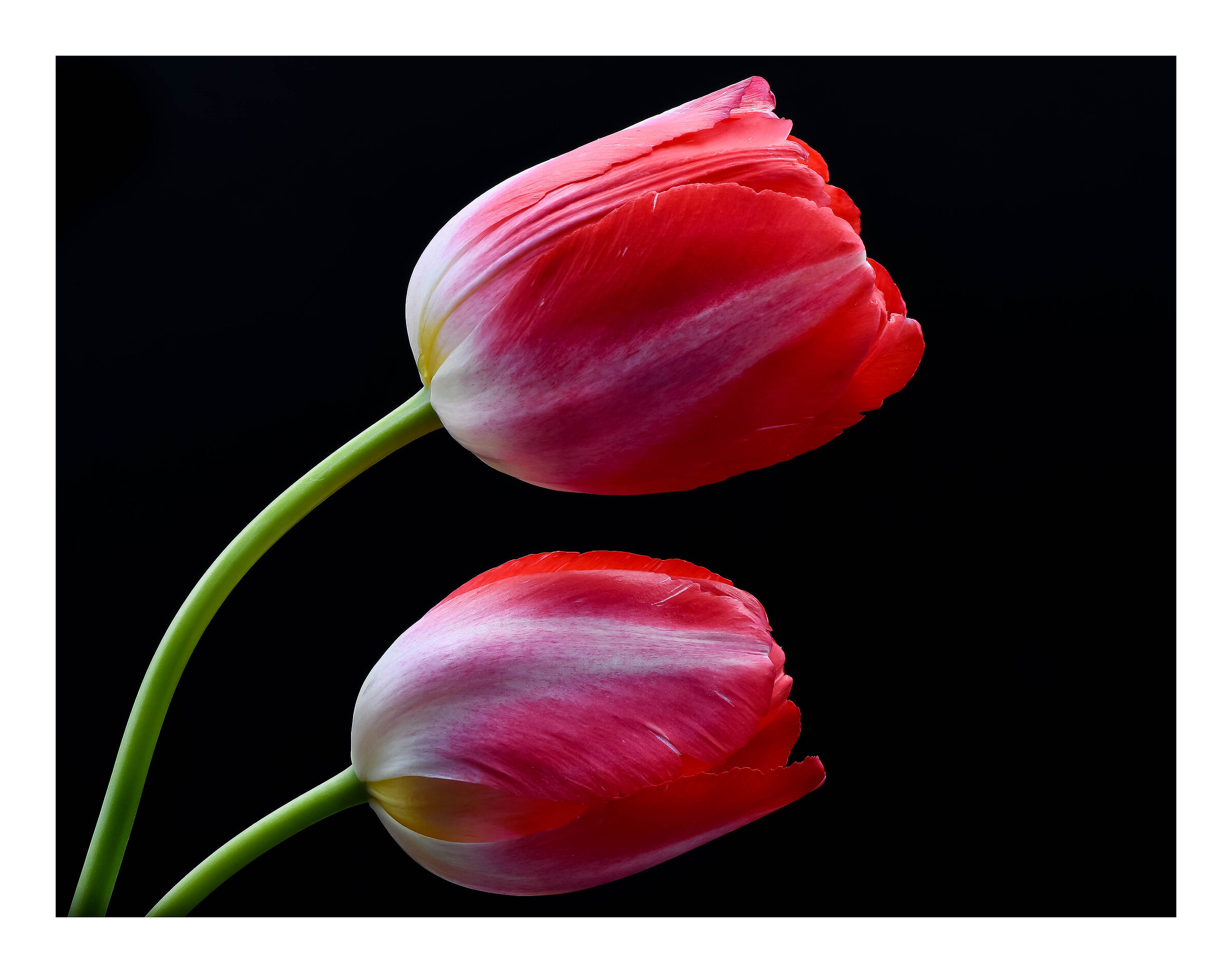 Evening tulips....