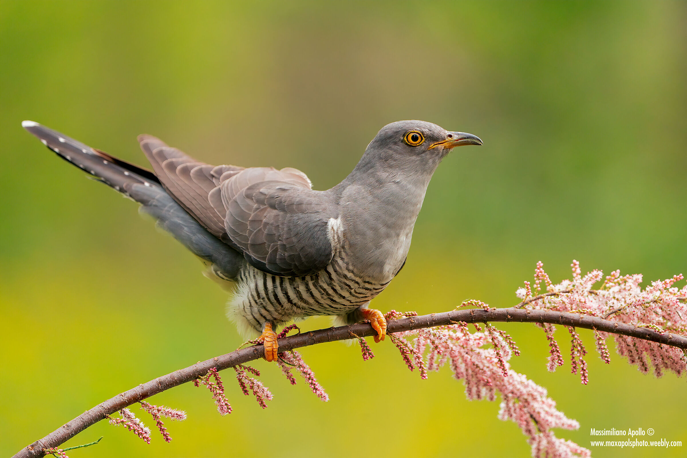 Cuckoo in spring......