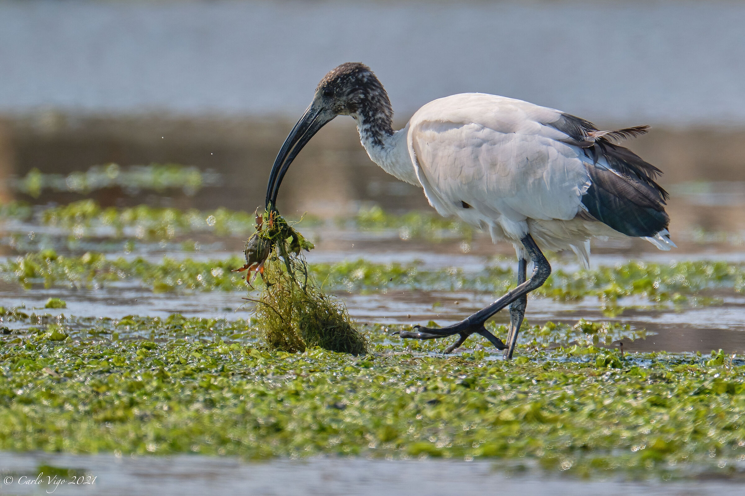 Sacred ibis with prey...