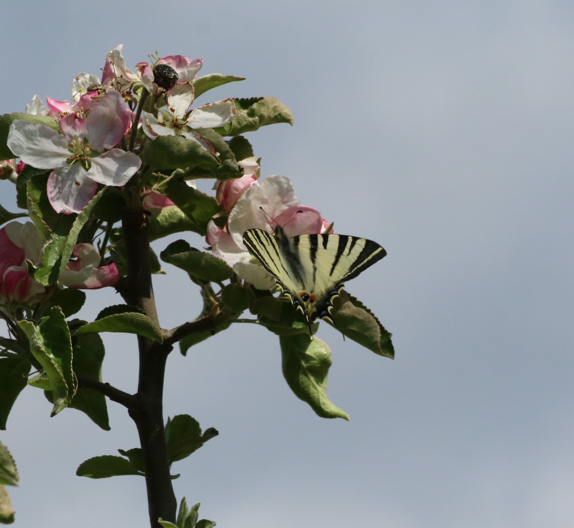 butterfly in the apple blossom...