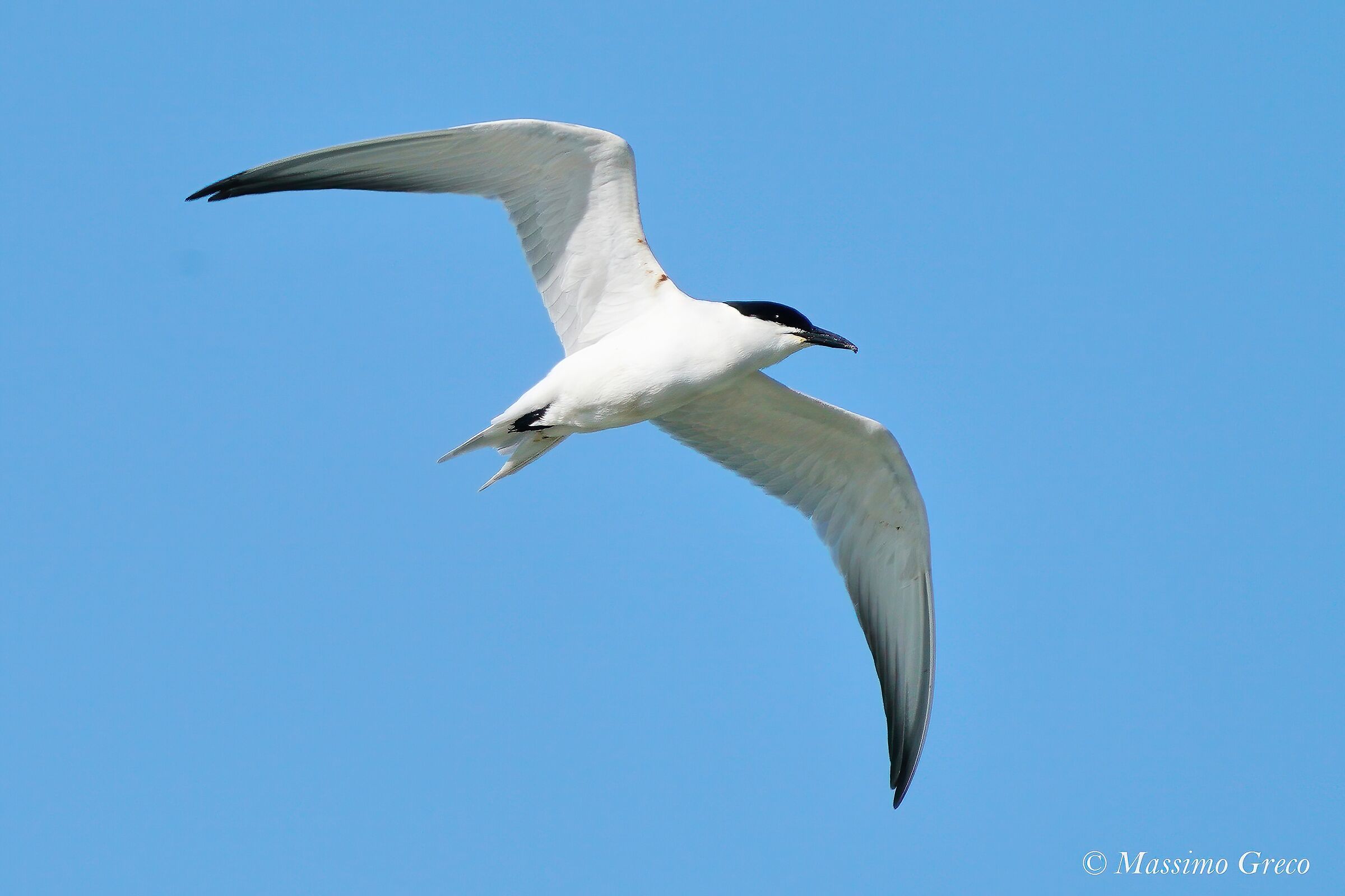 Black-legged Tern (Nilotic Tern)  ...