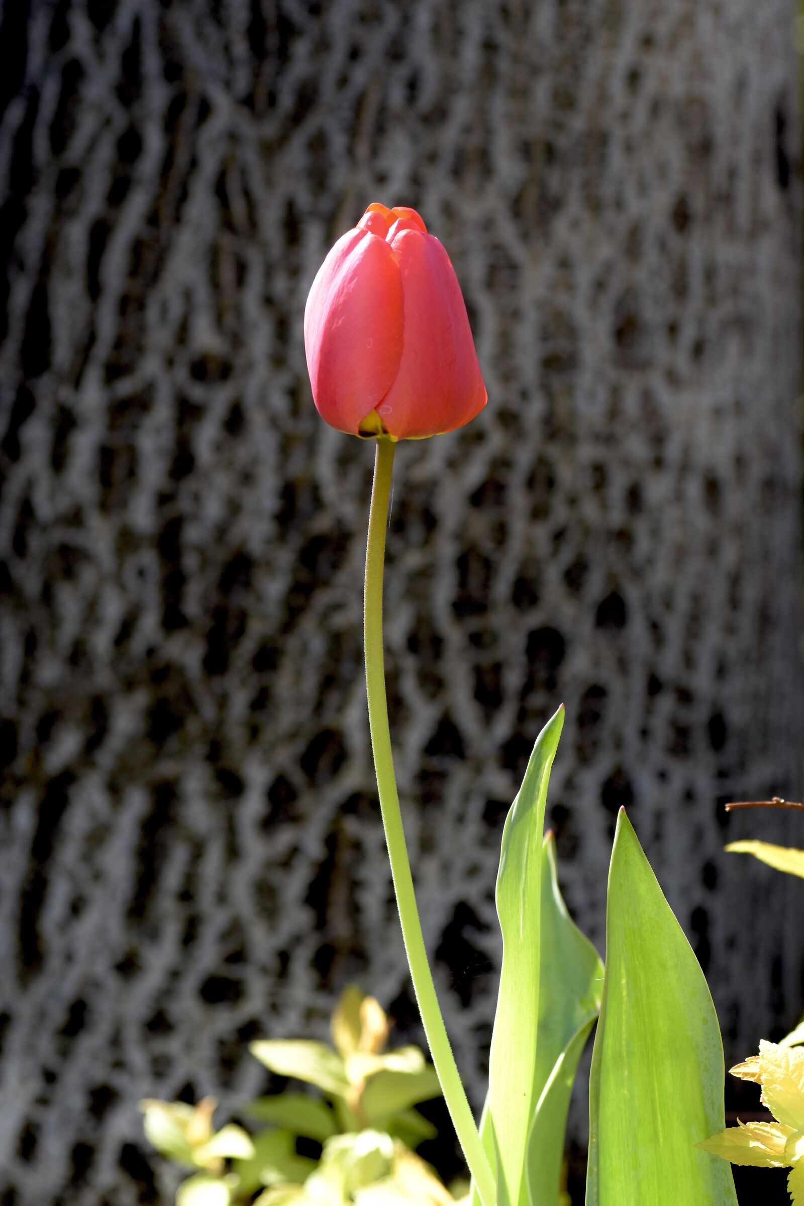 tulip ...