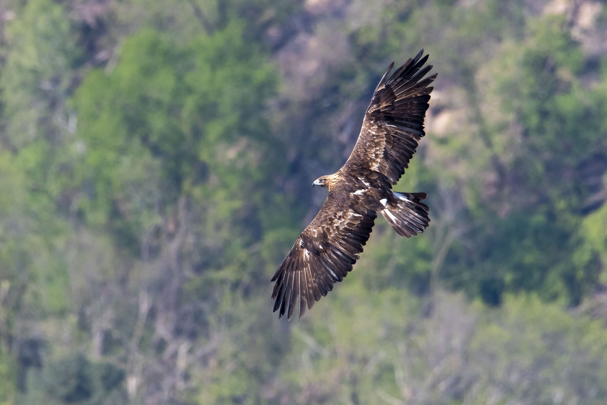 golden eagle...