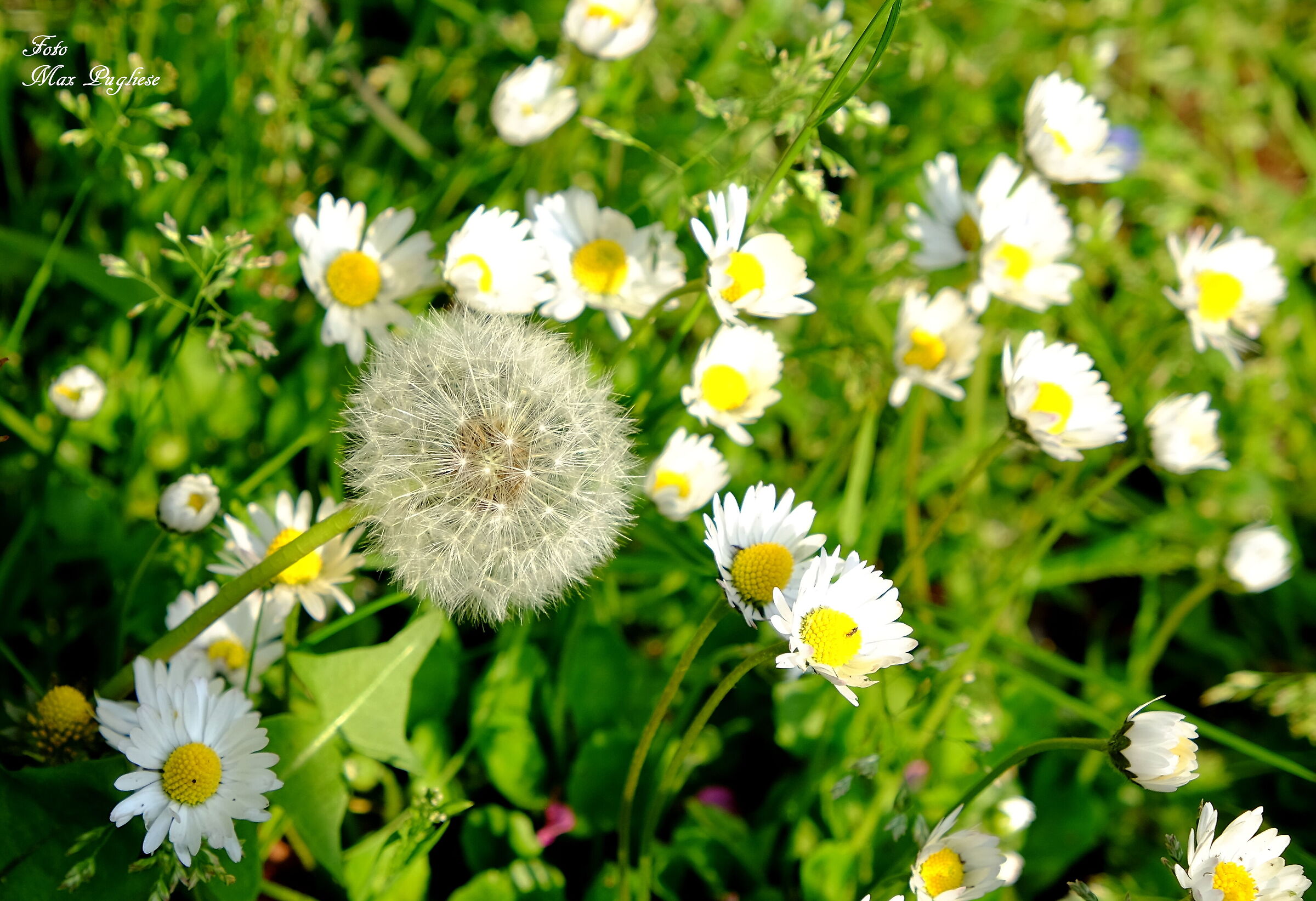 dandelion...