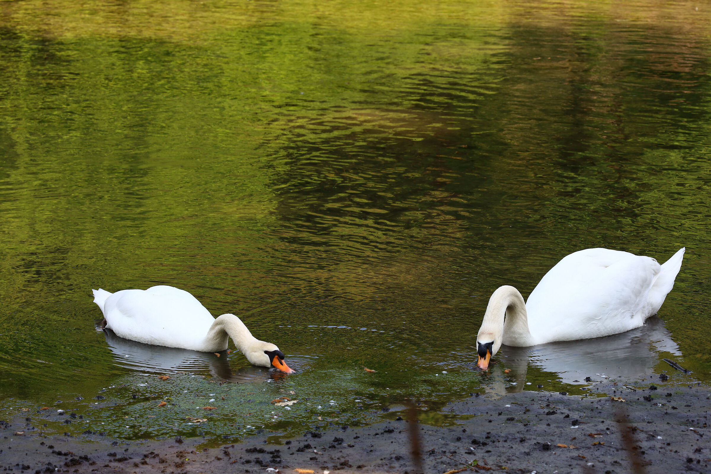 Swans at Ticino...