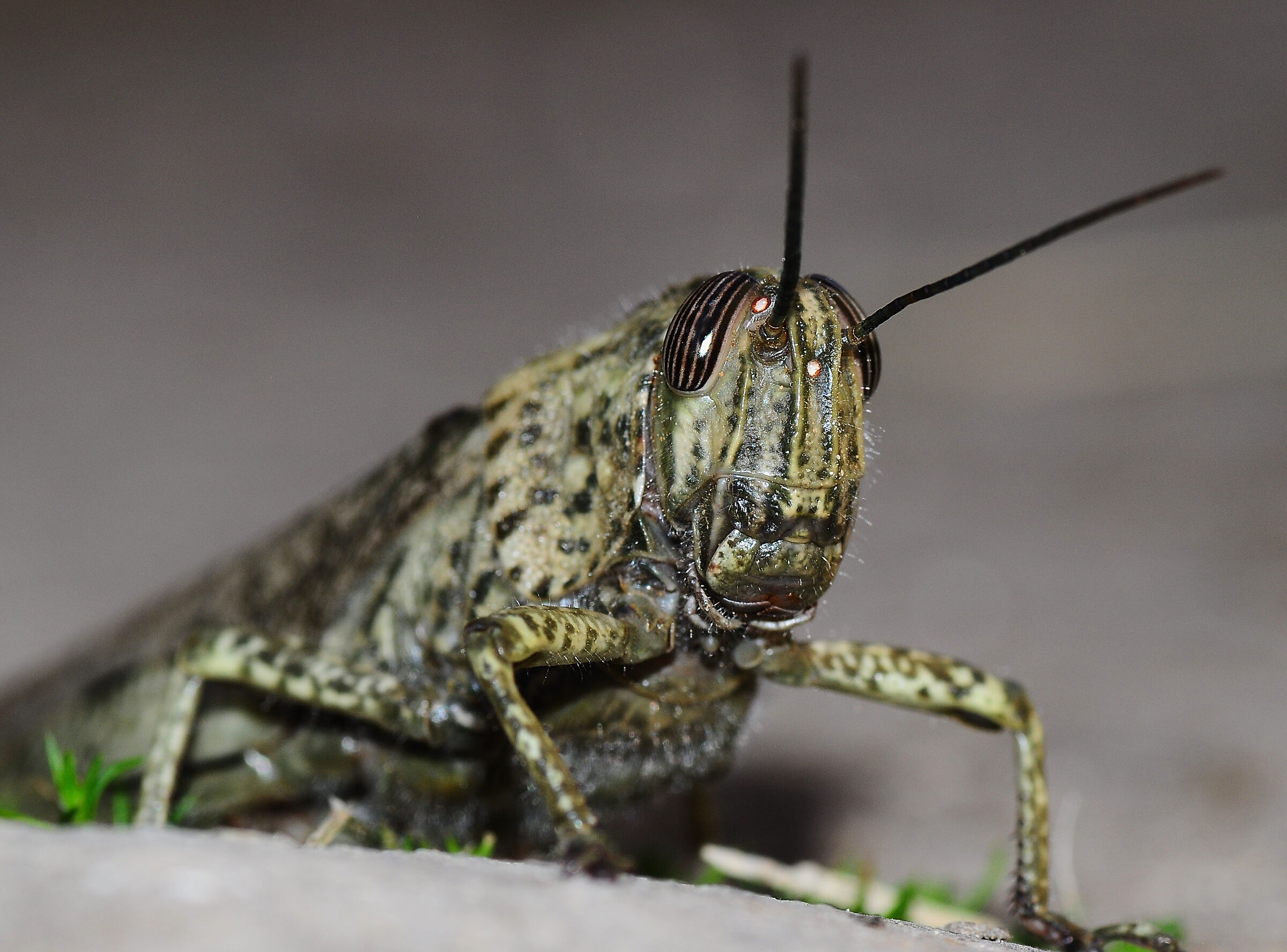 A beautiful grasshopper ...