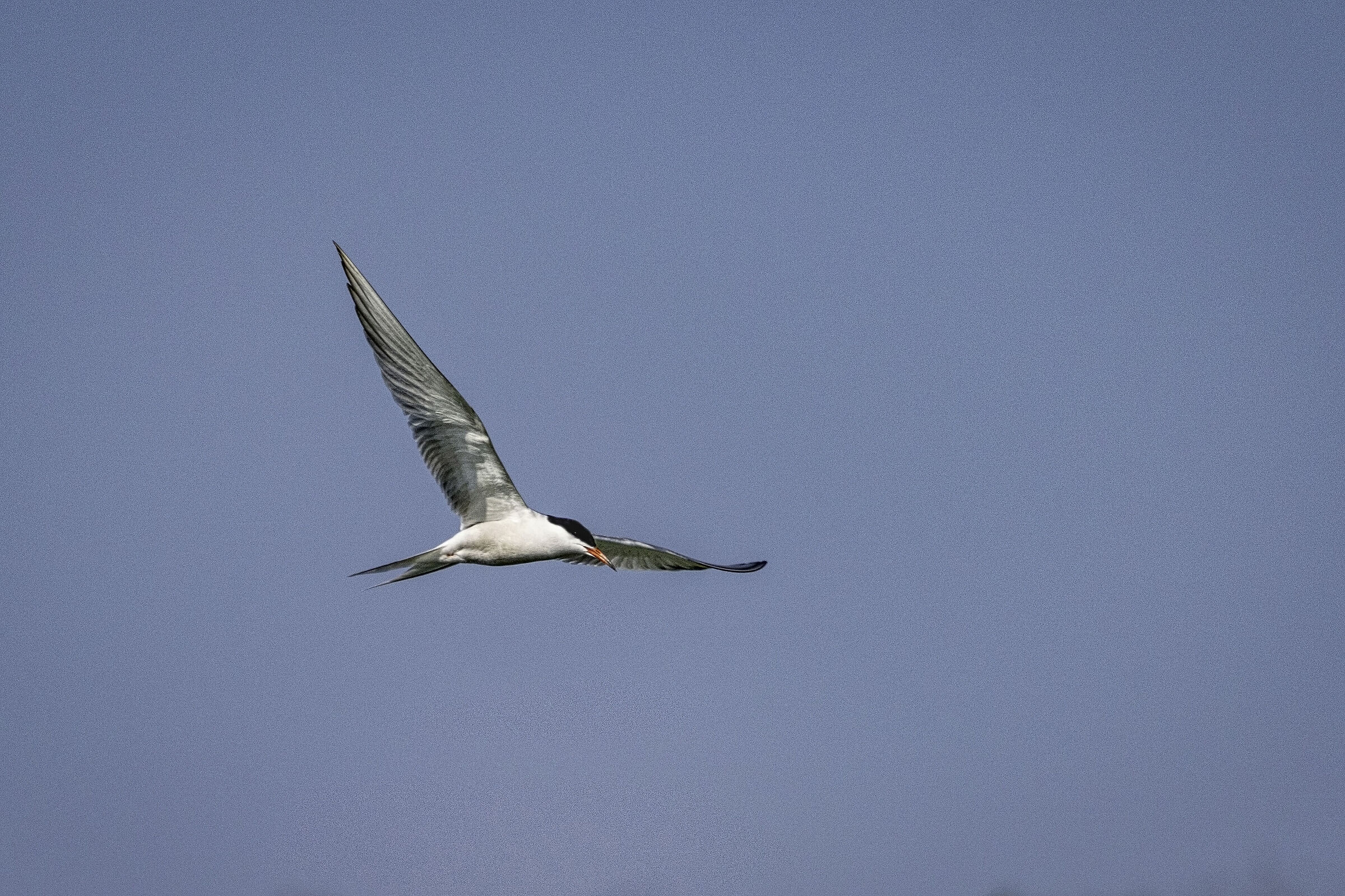 Common tern...