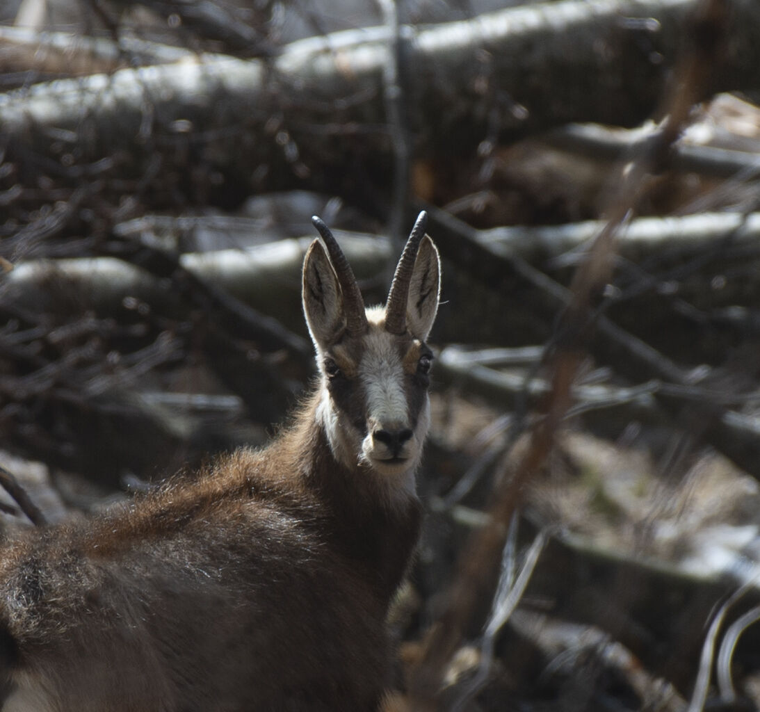 chamois...